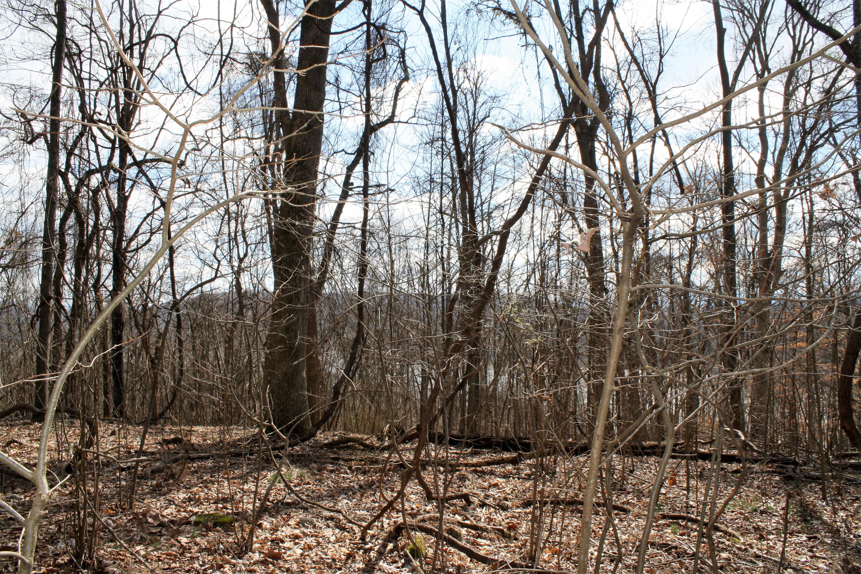 0 Gammon Road Kingsport, TN 37663 - Photo 59 of 88 IMG_4258