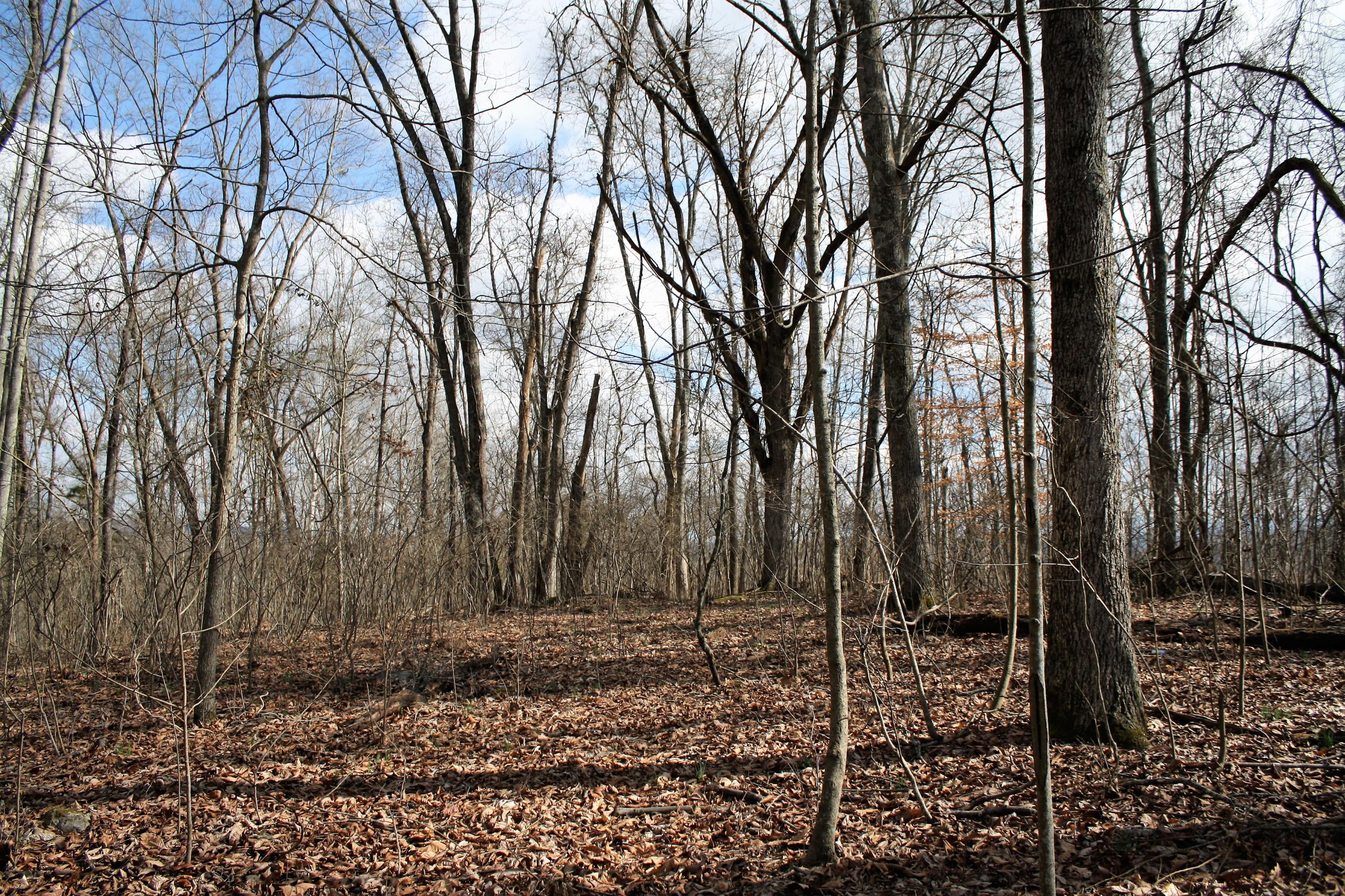 0 Gammon Road Kingsport, TN 37663 - Photo 60 of 88 IMG_4259