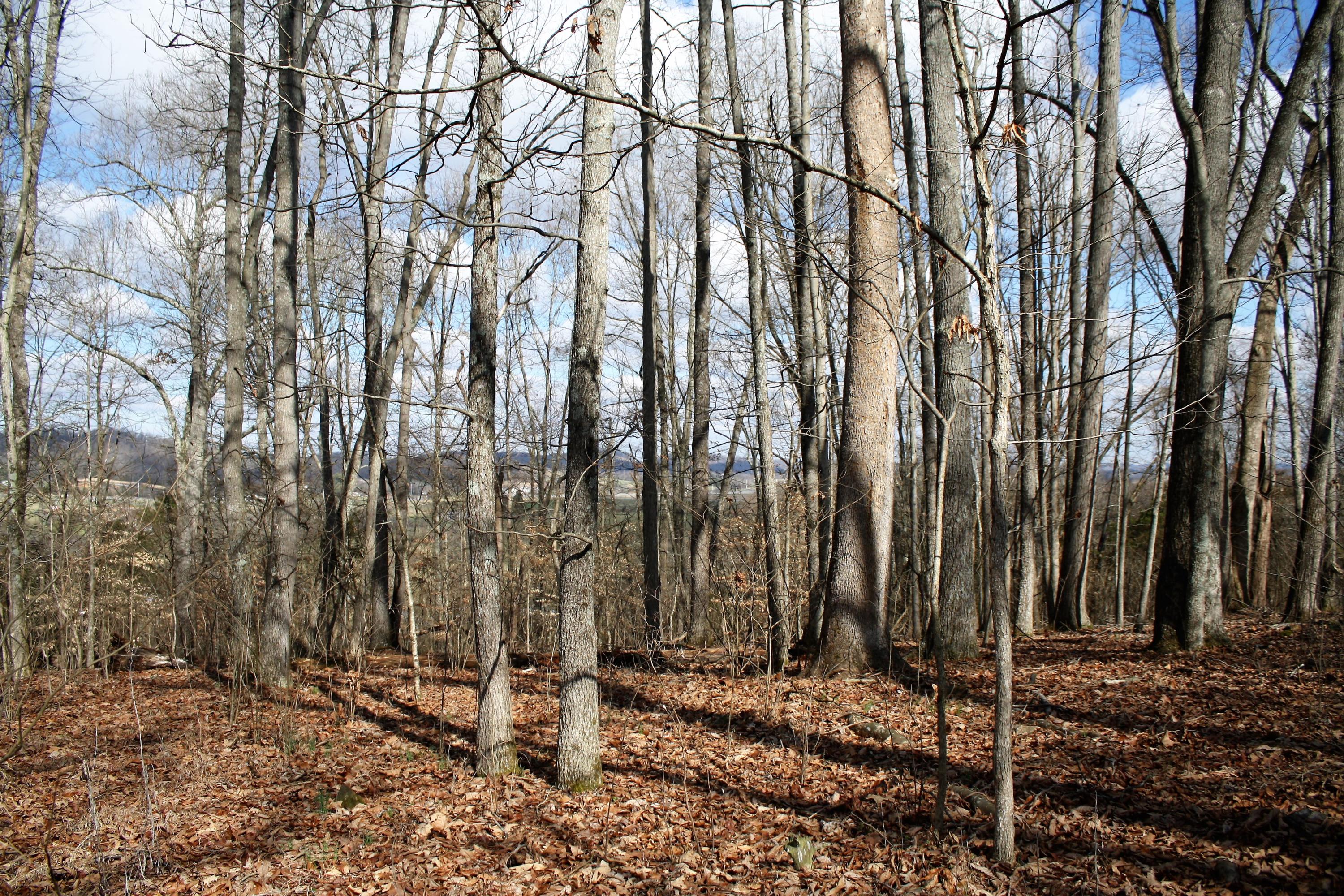 0 Gammon Road Kingsport, TN 37663 - Photo 61 of 88 IMG_4260
