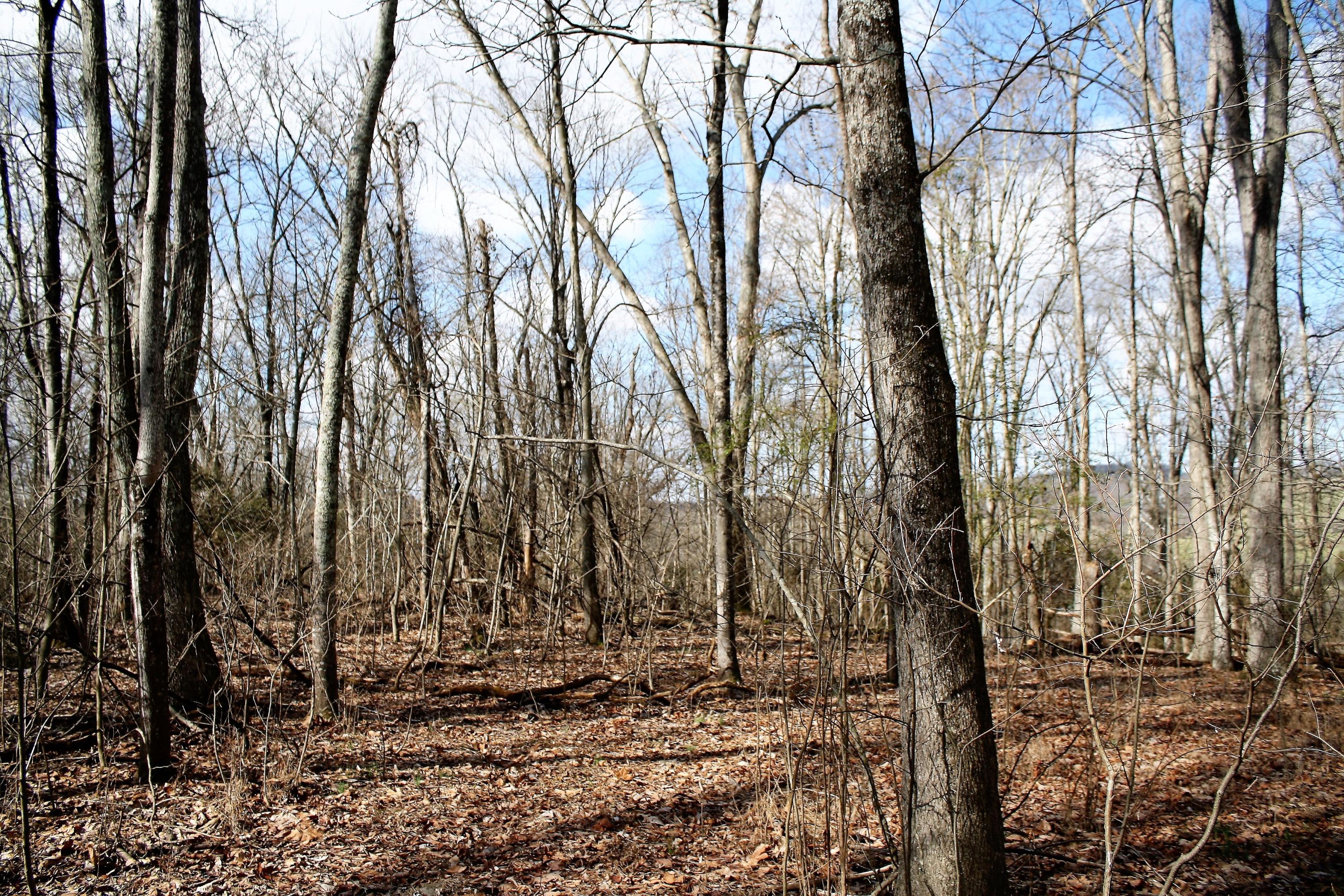 0 Gammon Road Kingsport, TN 37663 - Photo 62 of 88 IMG_4262