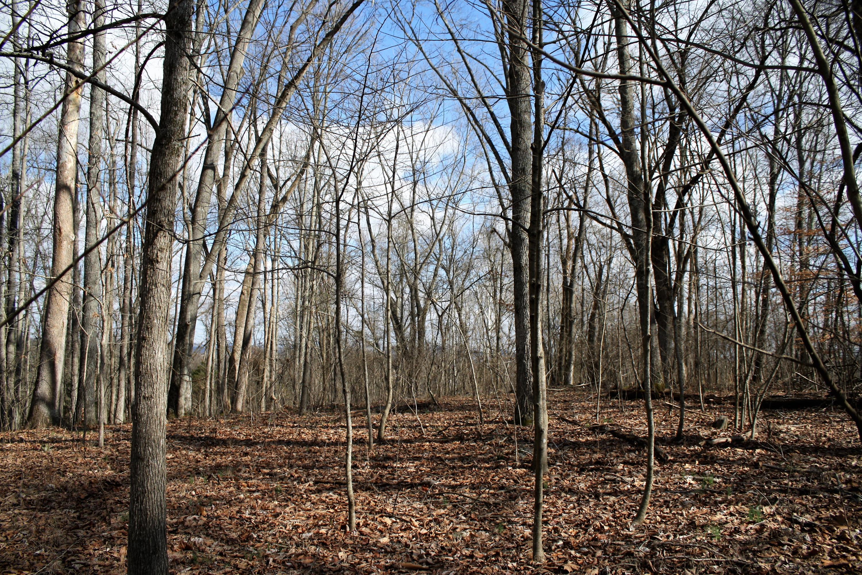 0 Gammon Road Kingsport, TN 37663 - Photo 63 of 88 IMG_4263