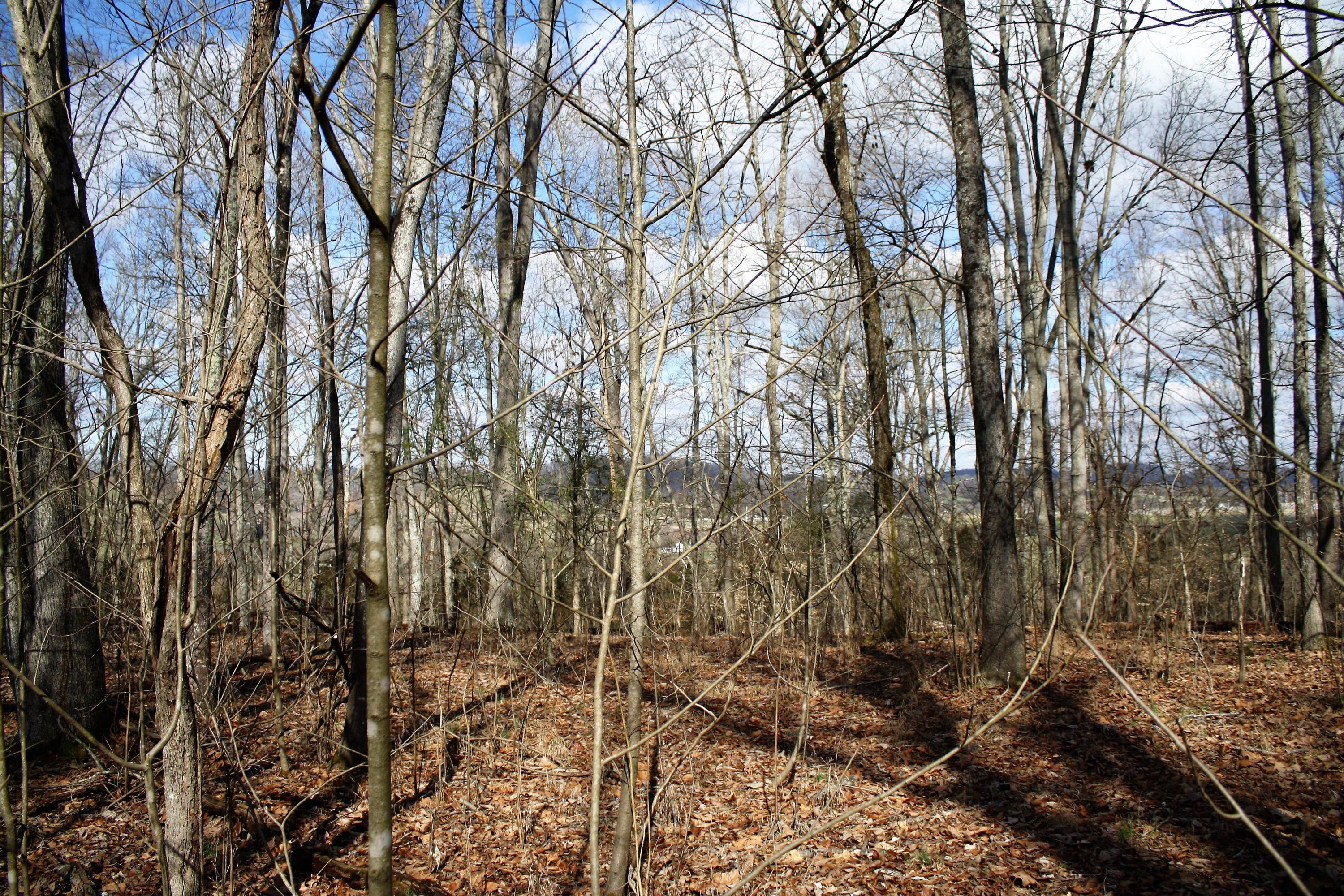 0 Gammon Road Kingsport, TN 37663 - Photo 65 of 88 IMG_4265