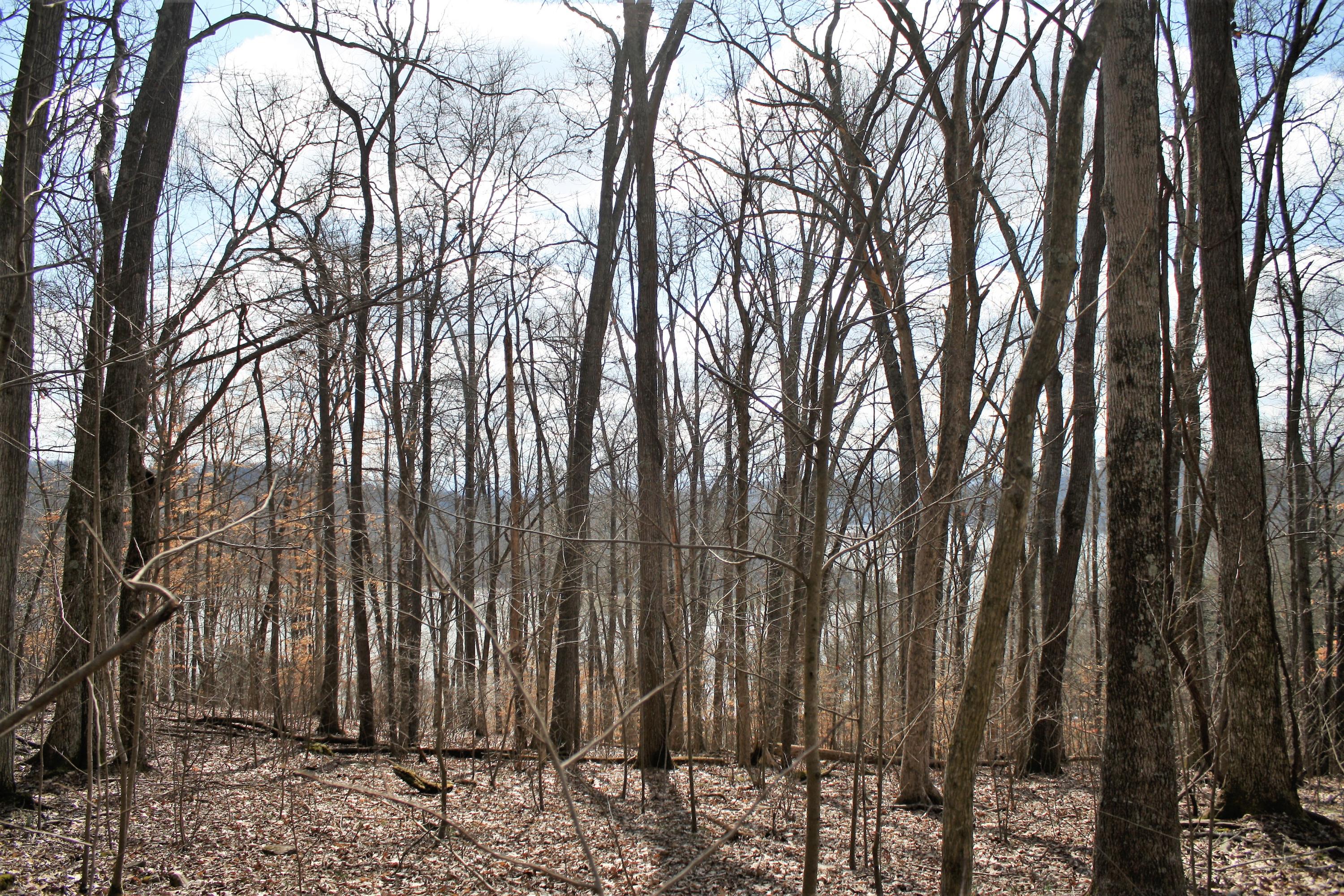 0 Gammon Road Kingsport, TN 37663 - Photo 66 of 88 IMG_4268