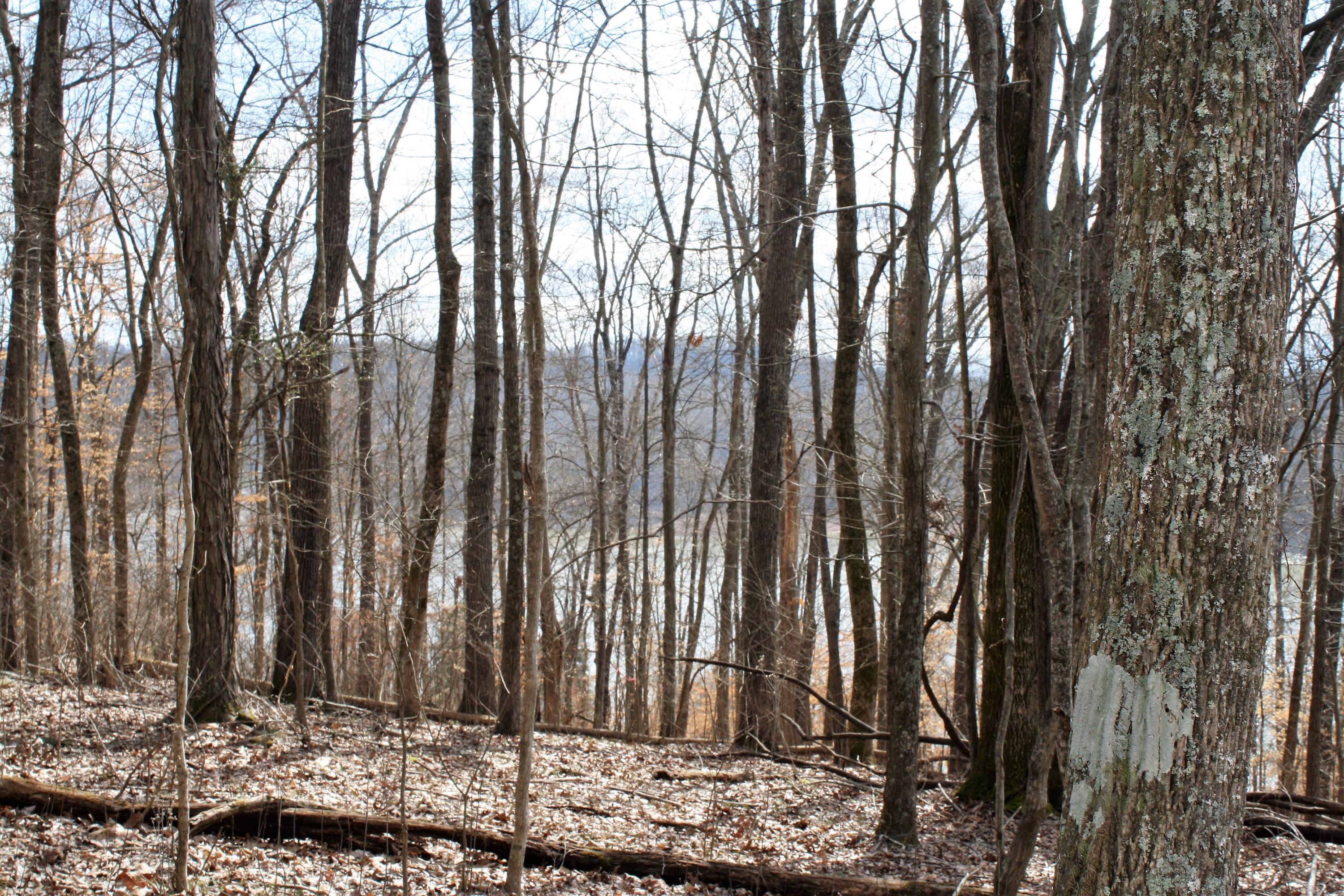 0 Gammon Road Kingsport, TN 37663 - Photo 68 of 88 IMG_4274