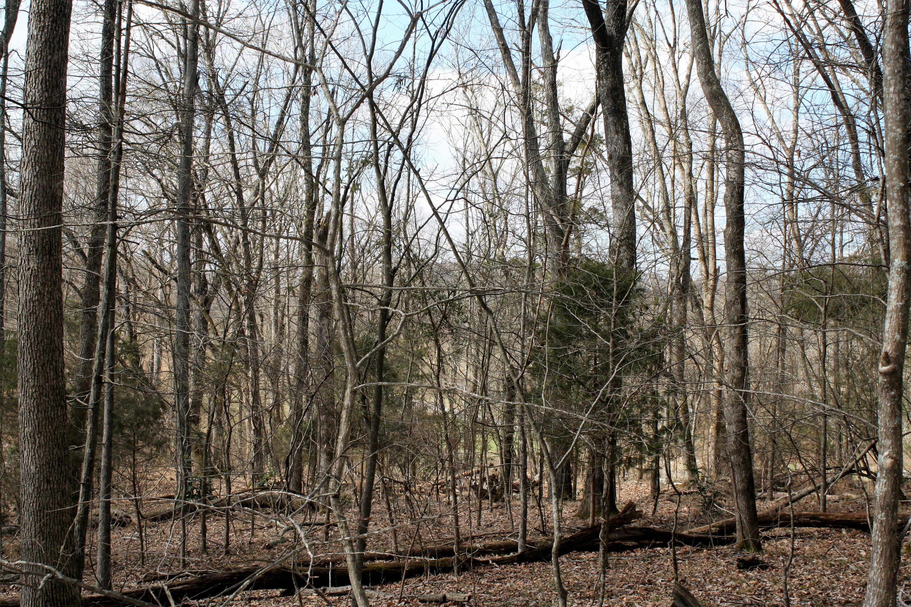 0 Gammon Road Kingsport, TN 37663 - Photo 72 of 88 IMG_4286