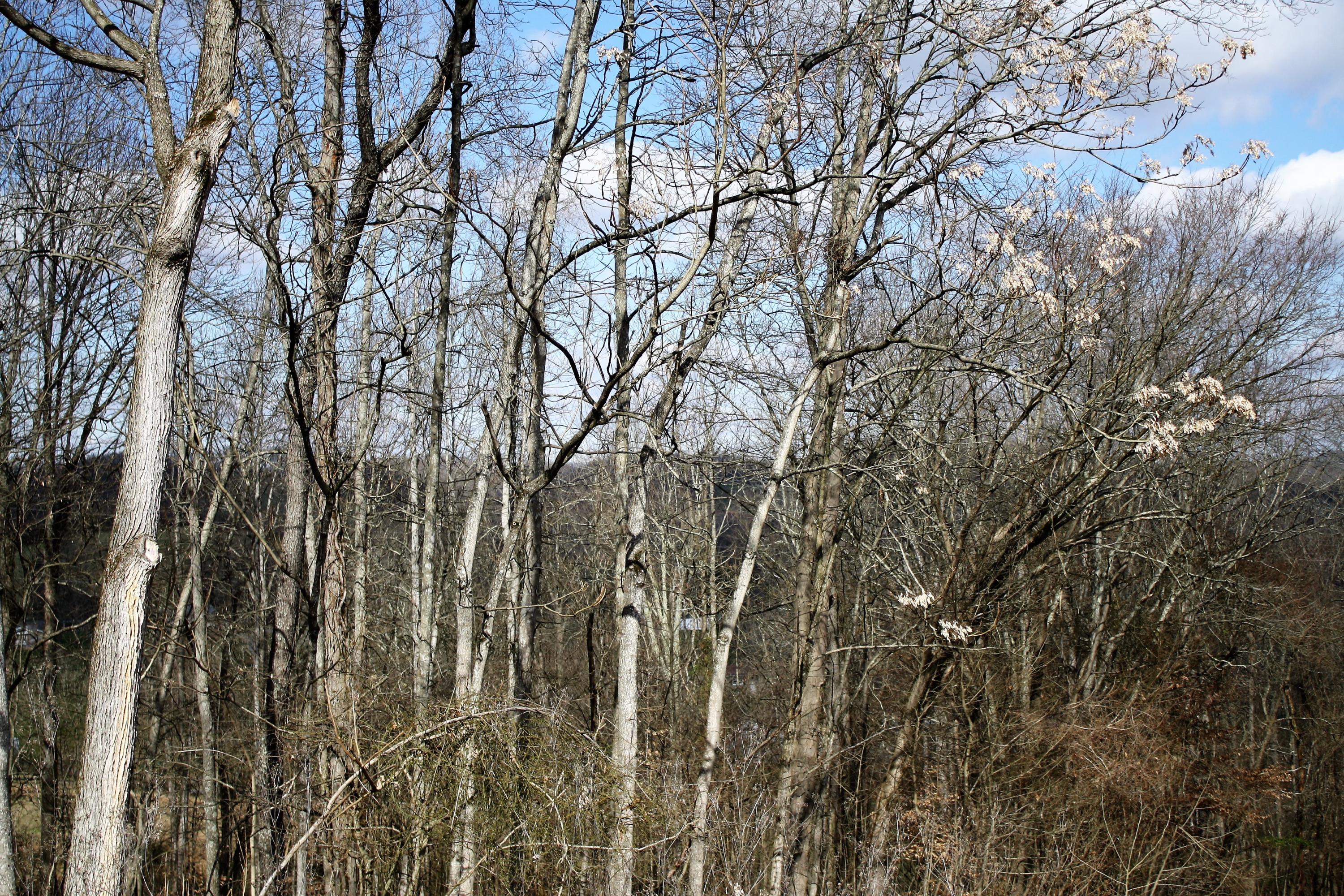 0 Gammon Road Kingsport, TN 37663 - Photo 81 of 88 IMG_4306