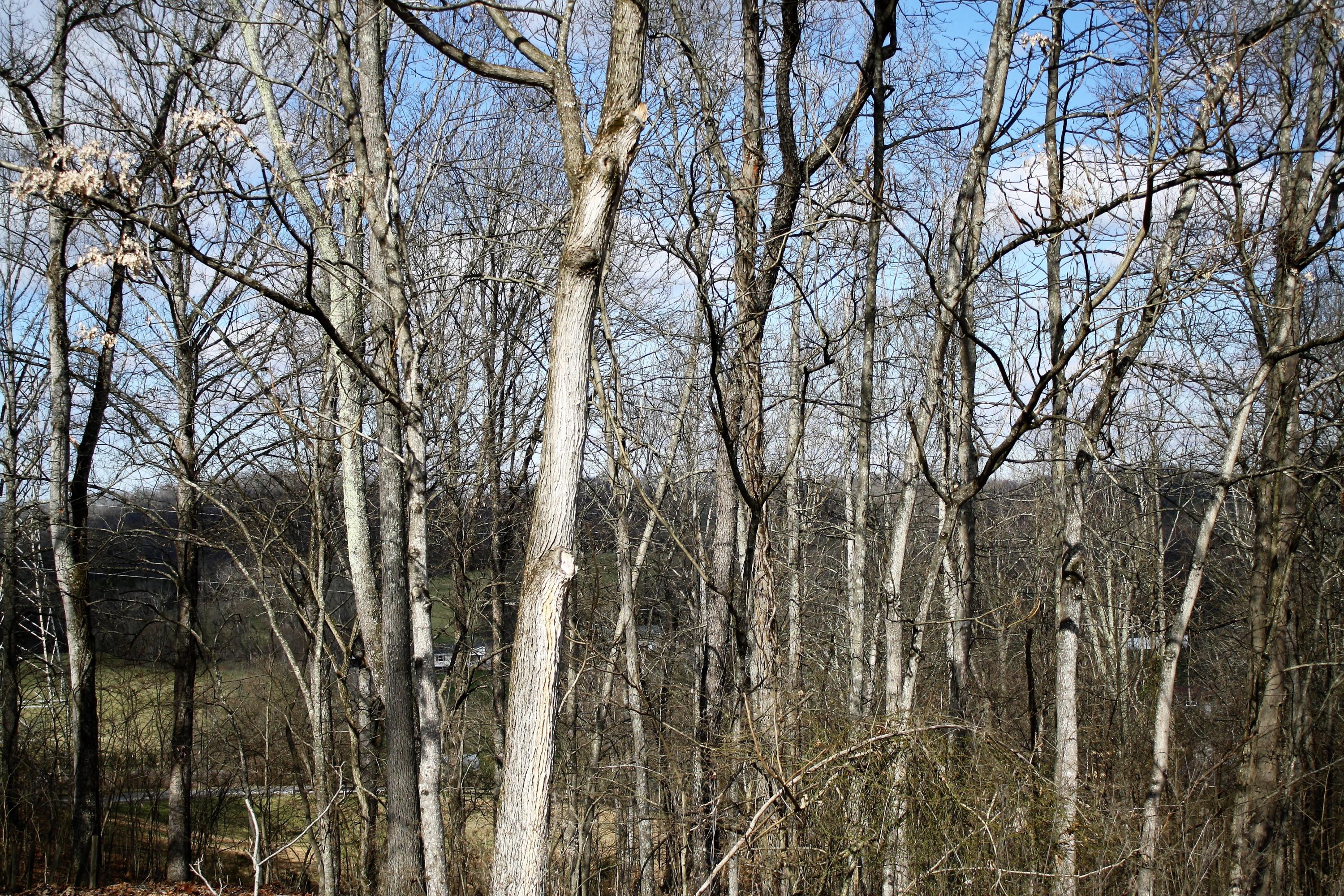 0 Gammon Road Kingsport, TN 37663 - Photo 82 of 88 IMG_4307