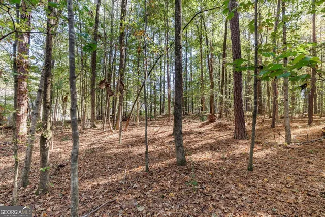 a view of a forest with trees