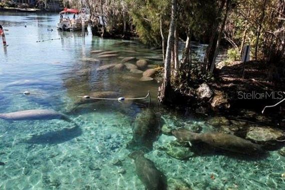 7790 North Hamilton Road Dunnellon, FL 34433 - Photo 33 of 37