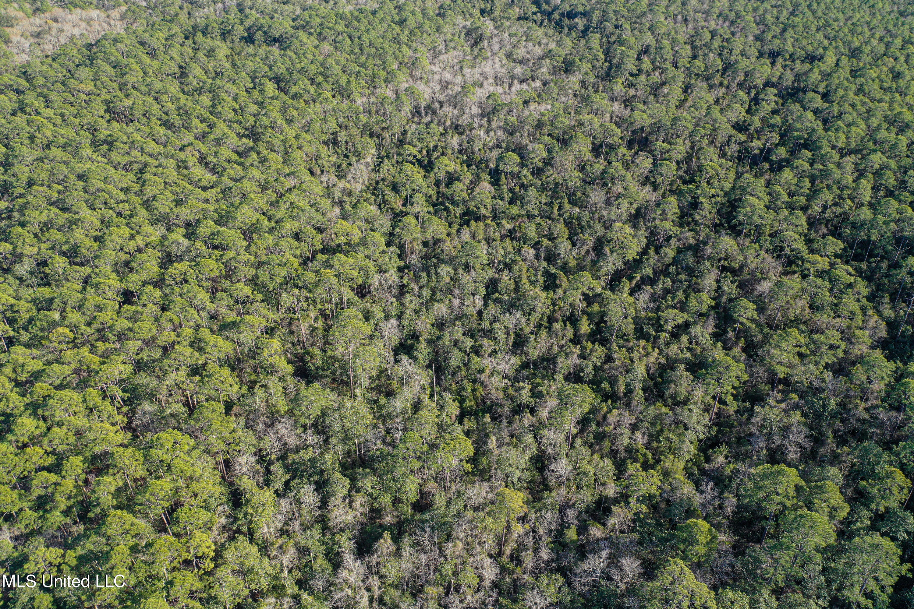 0 Gavin Hamilton Road Lucedale, MS 39452 - Photo 3 of 14 DJI_0412