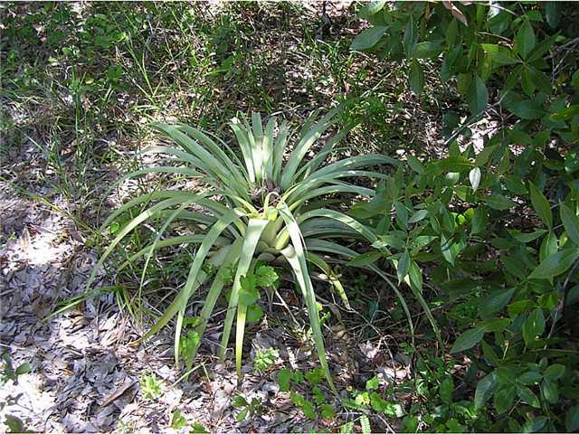 5164 Southeast Horseshoe Point Road Stuart, FL 34997 - Photo 16 of 25 a plant is in a garden