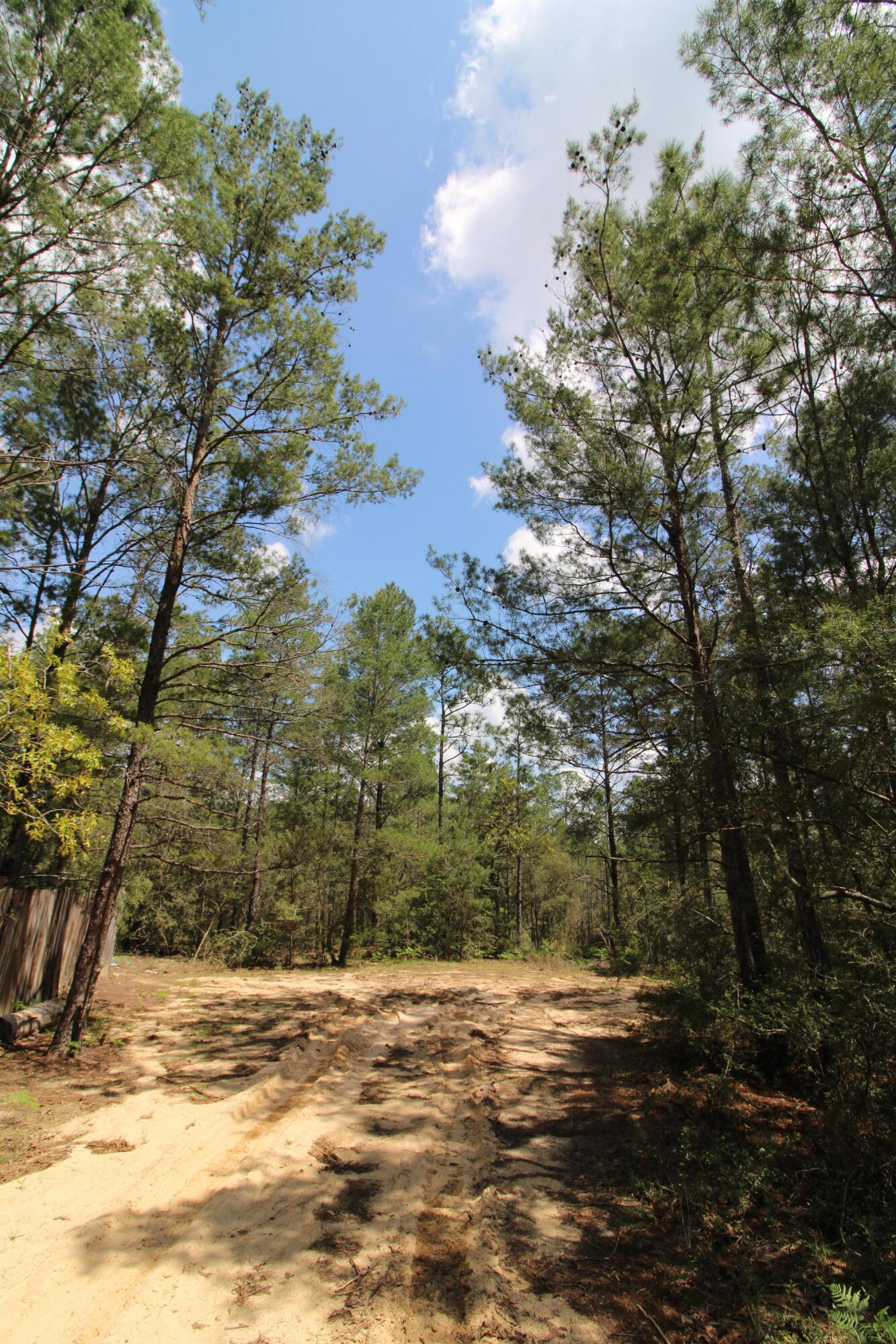 0 East Snapdragon Street DeFuniak Springs, FL 32433 - Photo 6 of 24 a view of a yard with a tree