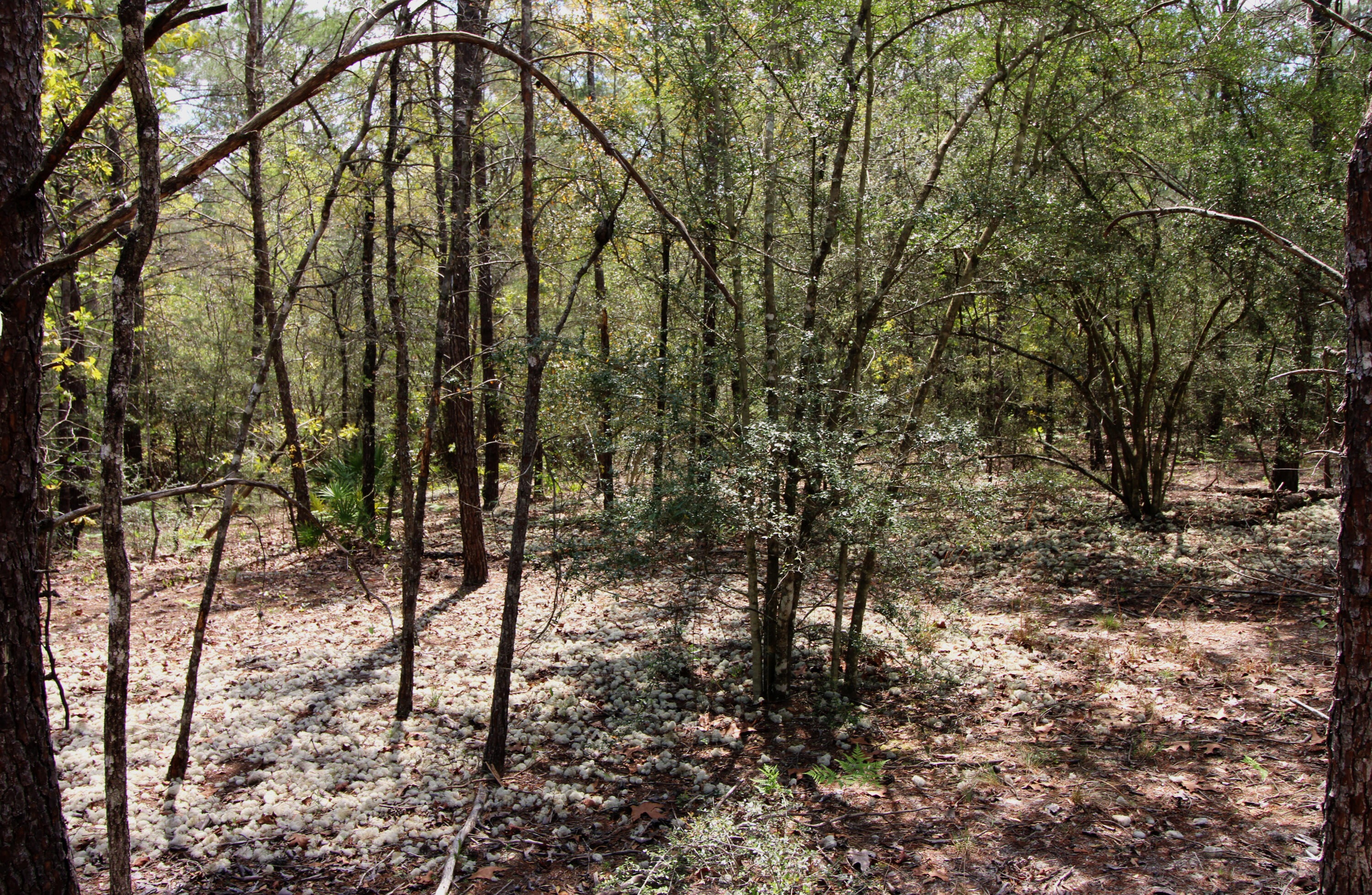 0 East Snapdragon Street DeFuniak Springs, FL 32433 - Photo 7 of 24 a view of outdoor space