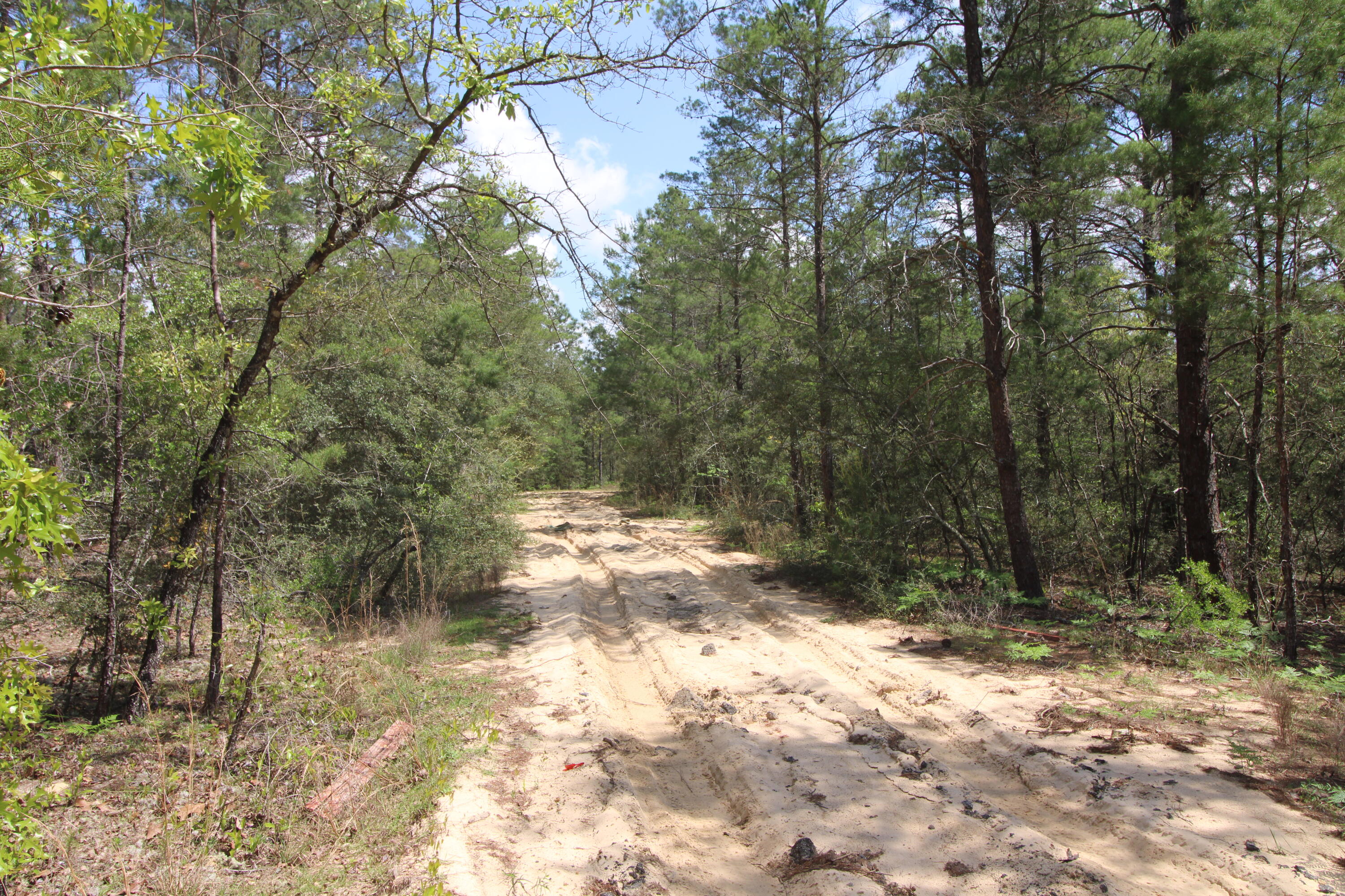 0 East Snapdragon Street DeFuniak Springs, FL 32433 - Photo 8 of 24 a view of a yard with trees