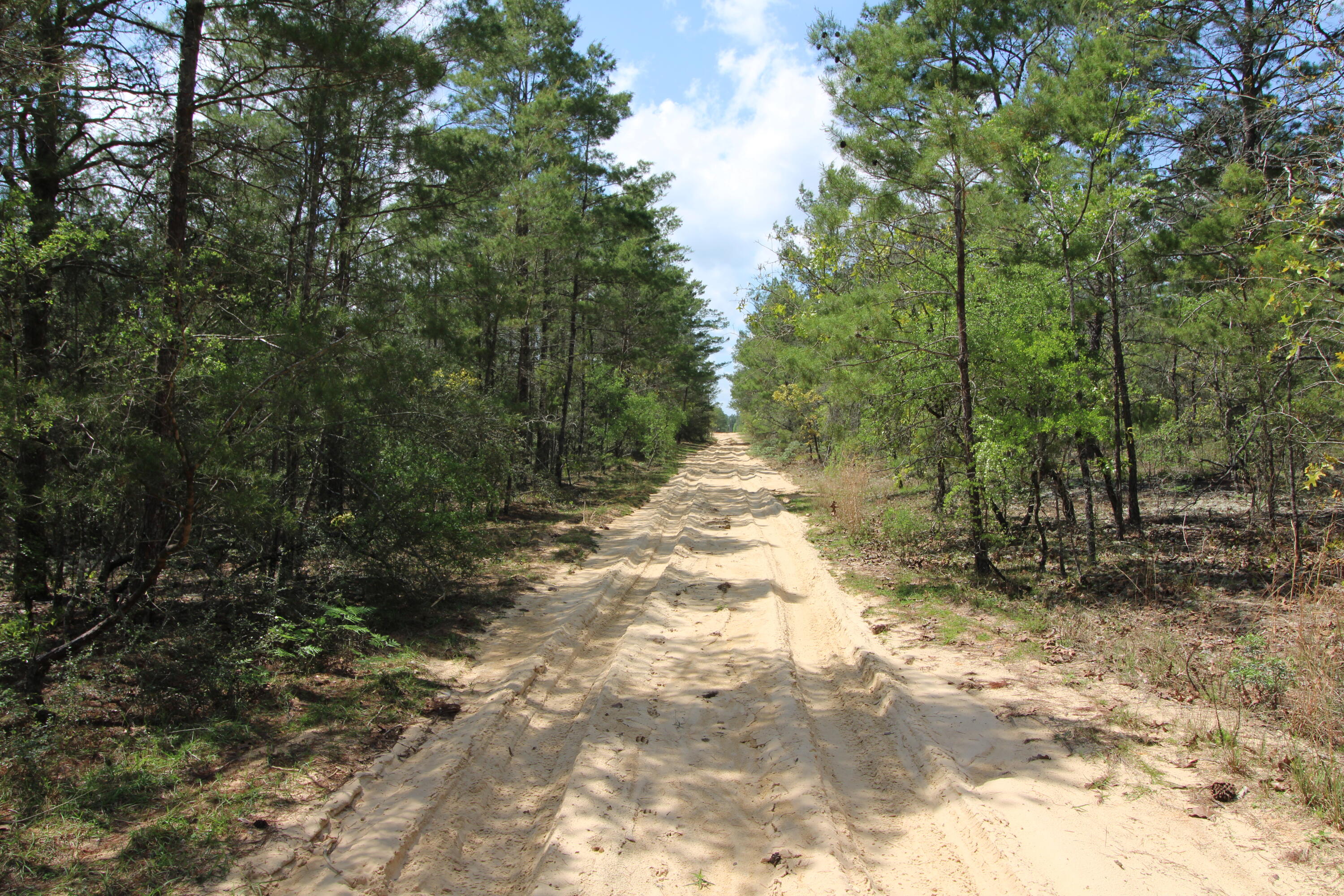 0 East Snapdragon Street DeFuniak Springs, FL 32433 - Photo 9 of 24 a view of a yard with trees