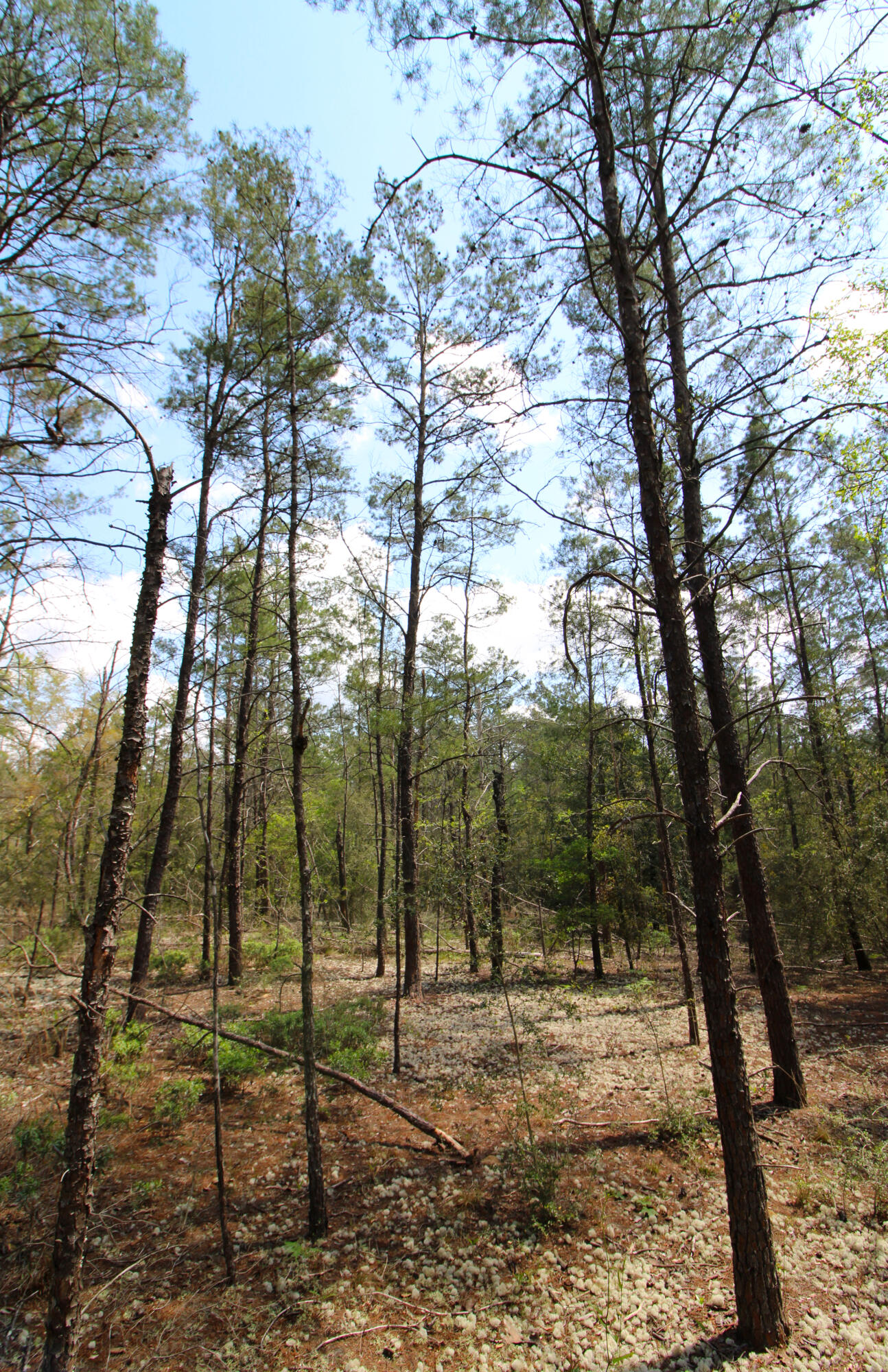 0 East Snapdragon Street DeFuniak Springs, FL 32433 - Photo 10 of 24 a view of a yard with trees