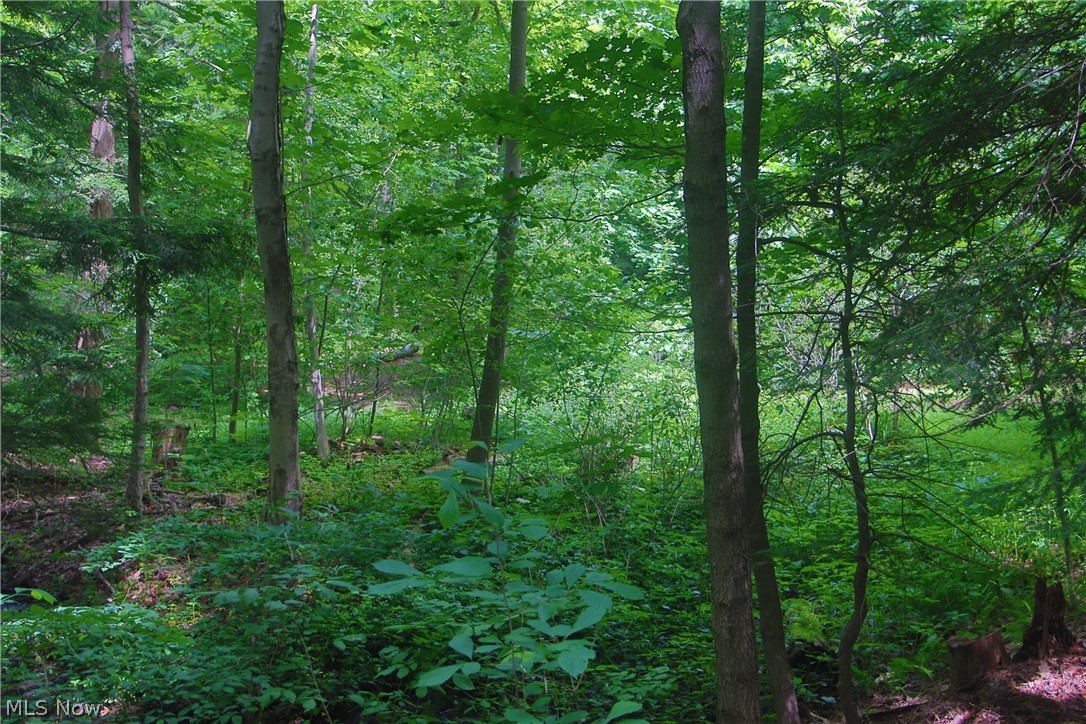 7250 Brakeman Road Painesville, OH 44077 - Photo 10 of 17 Wooded lot featuring mature trees and abundant natural foliage