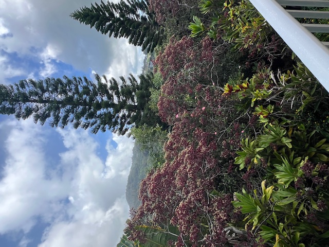 3320 B Wawae Road Kalaheo, HI 96741 - Photo 3 of 15 a view of a garden with plants