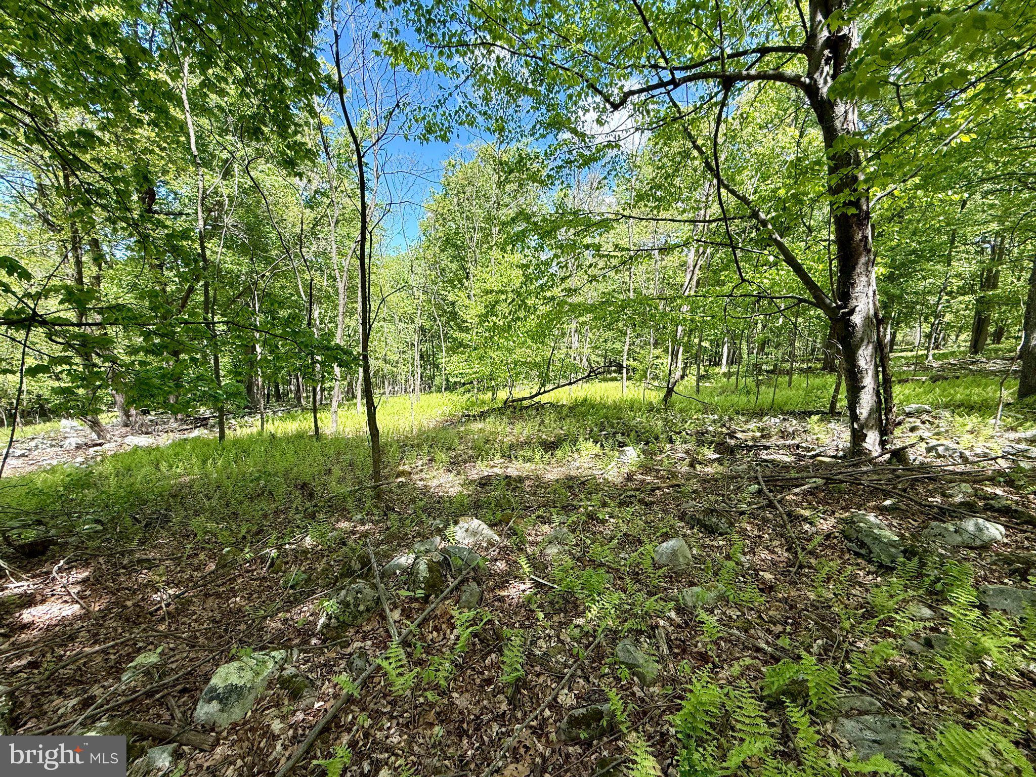 115 River Ridge Yellow Spring, WV 26865 - Photo 12 of 25 Lush green forest under a clear sky.