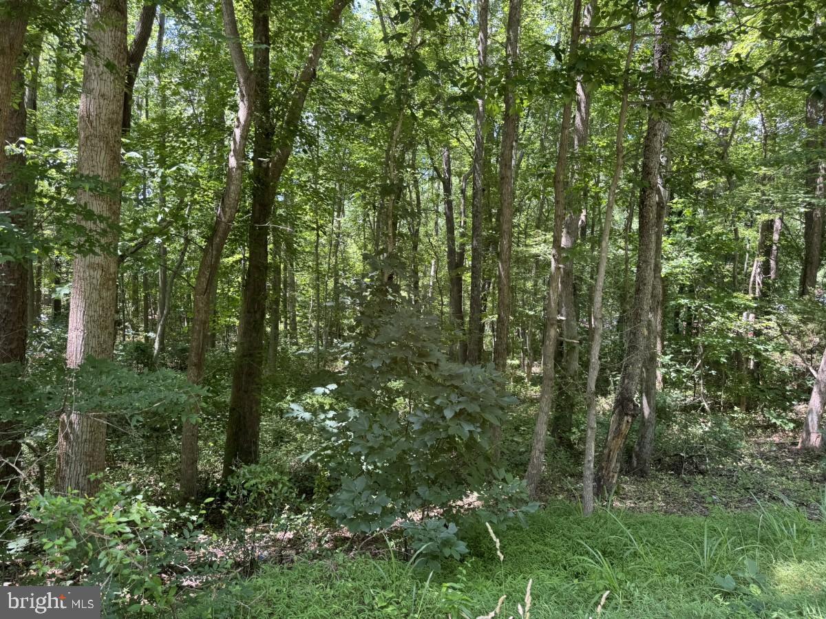 0 Lone Pine Road Crewe, VA 23930 - Photo 20 of 21