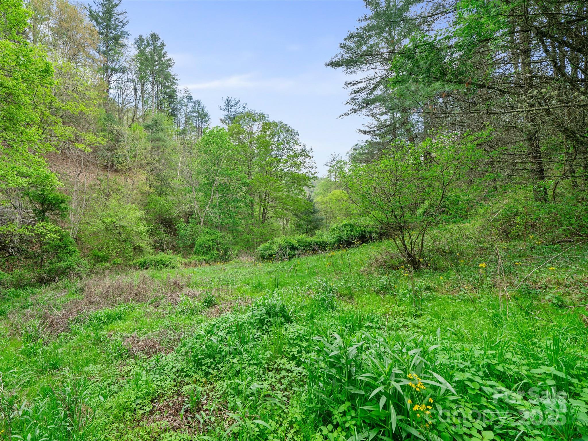 a view of a lush green space