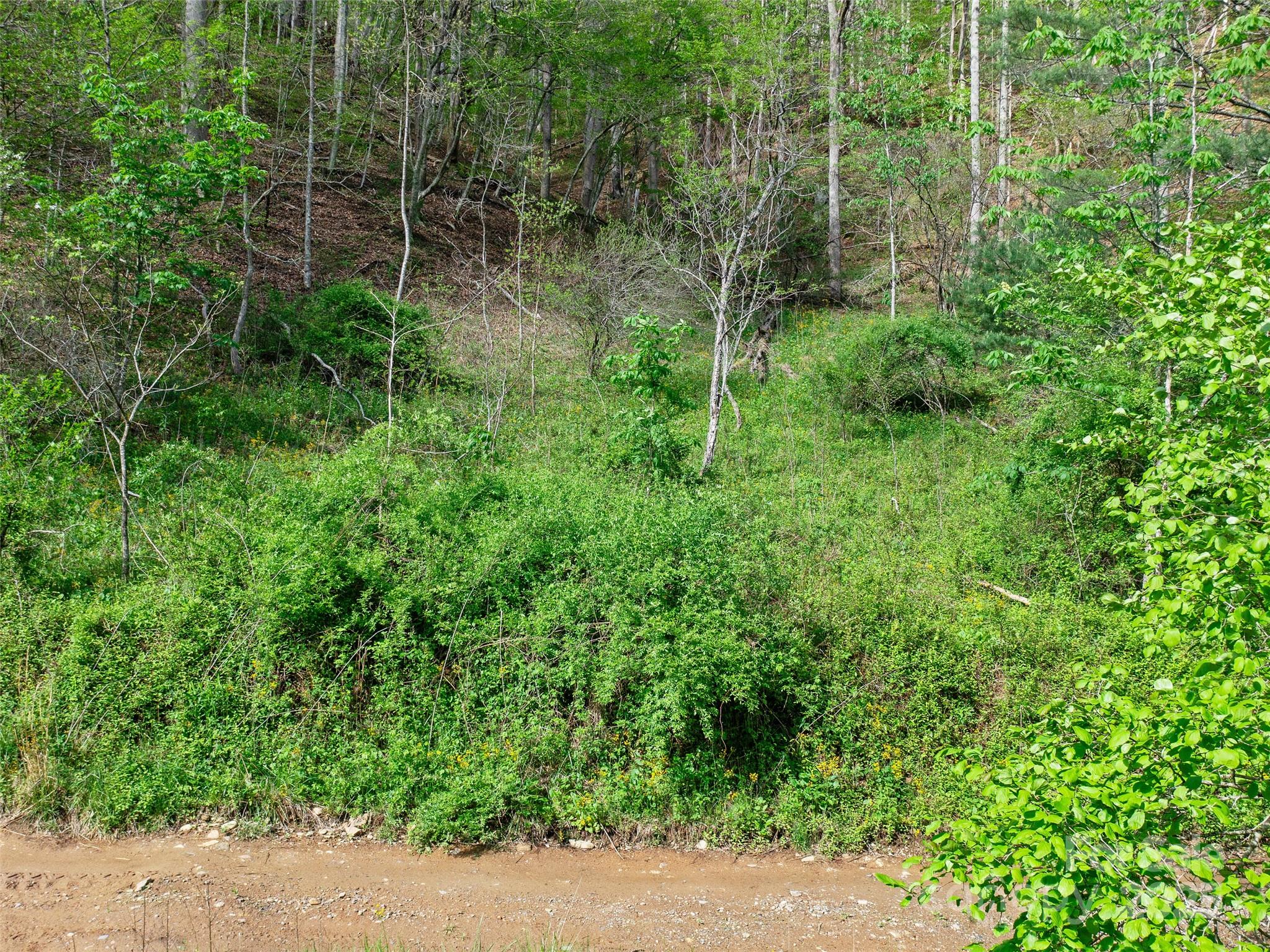 0 Fire Scald Rd Green Mountain Burnsville, NC 28714 - Photo 11 of 30 a view of a garden with plants and large trees