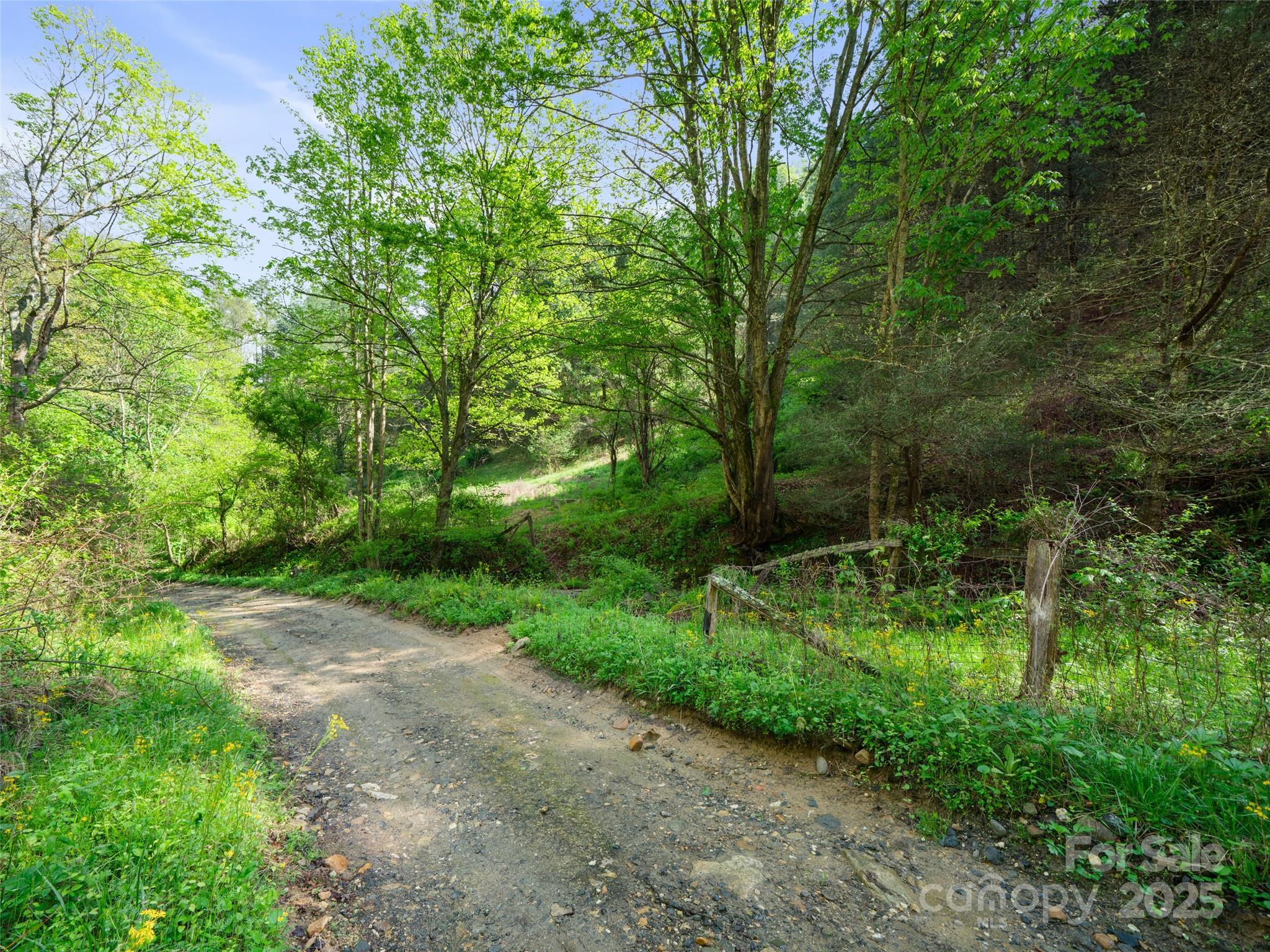 0 Fire Scald Rd Green Mountain Burnsville, NC 28714 - Photo 13 of 30 a big yard with lots of green space and deers
