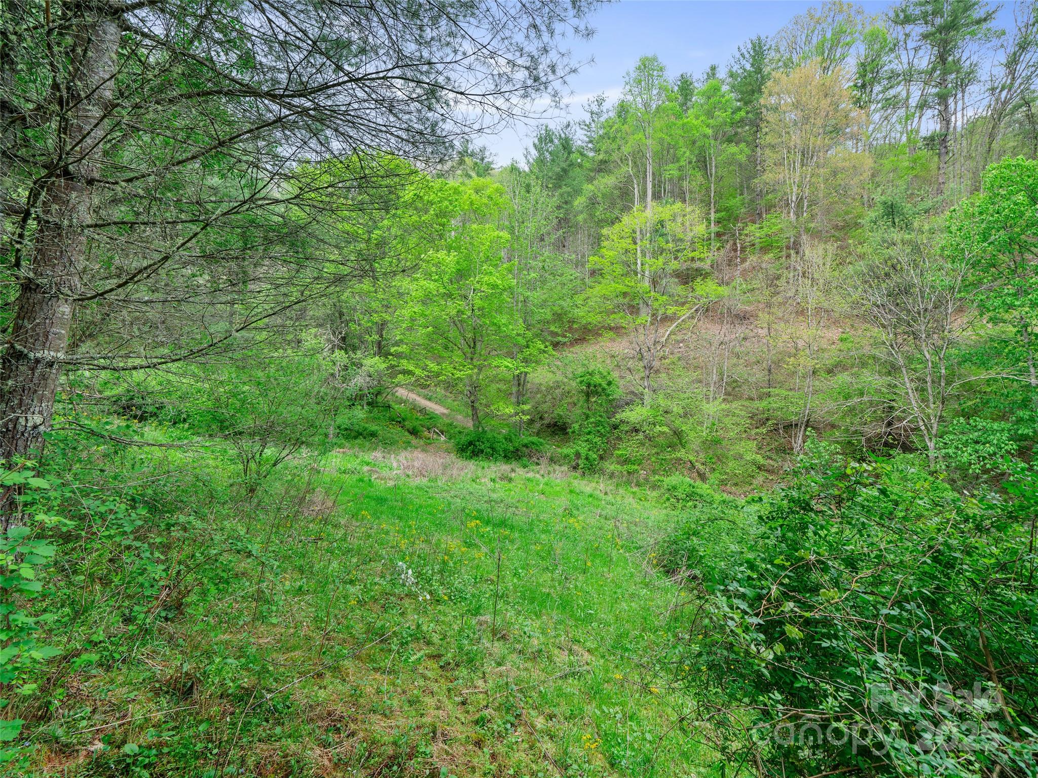 0 Fire Scald Rd Green Mountain Burnsville, NC 28714 - Photo 15 of 30 a view of a lush green forest