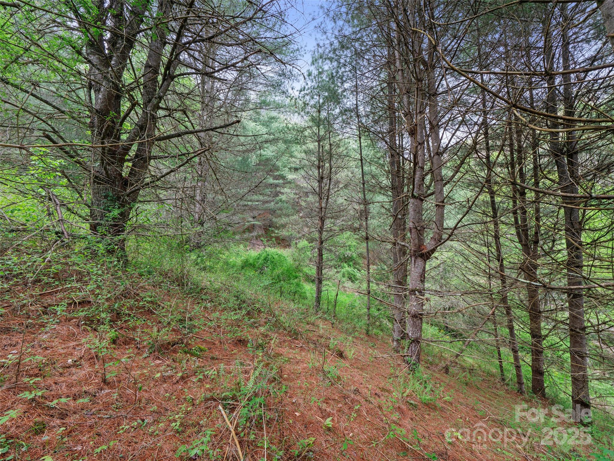 0 Fire Scald Rd Green Mountain Burnsville, NC 28714 - Photo 18 of 30 a view of a forest filled with trees