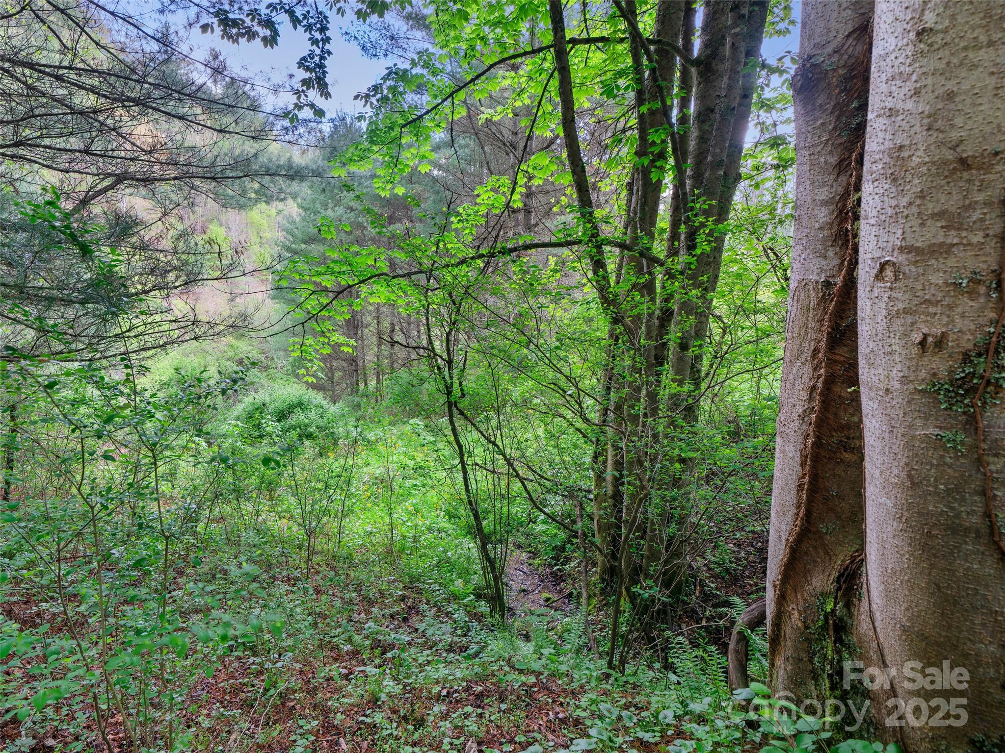 0 Fire Scald Rd Green Mountain Burnsville, NC 28714 - Photo 19 of 30 a view of a garden