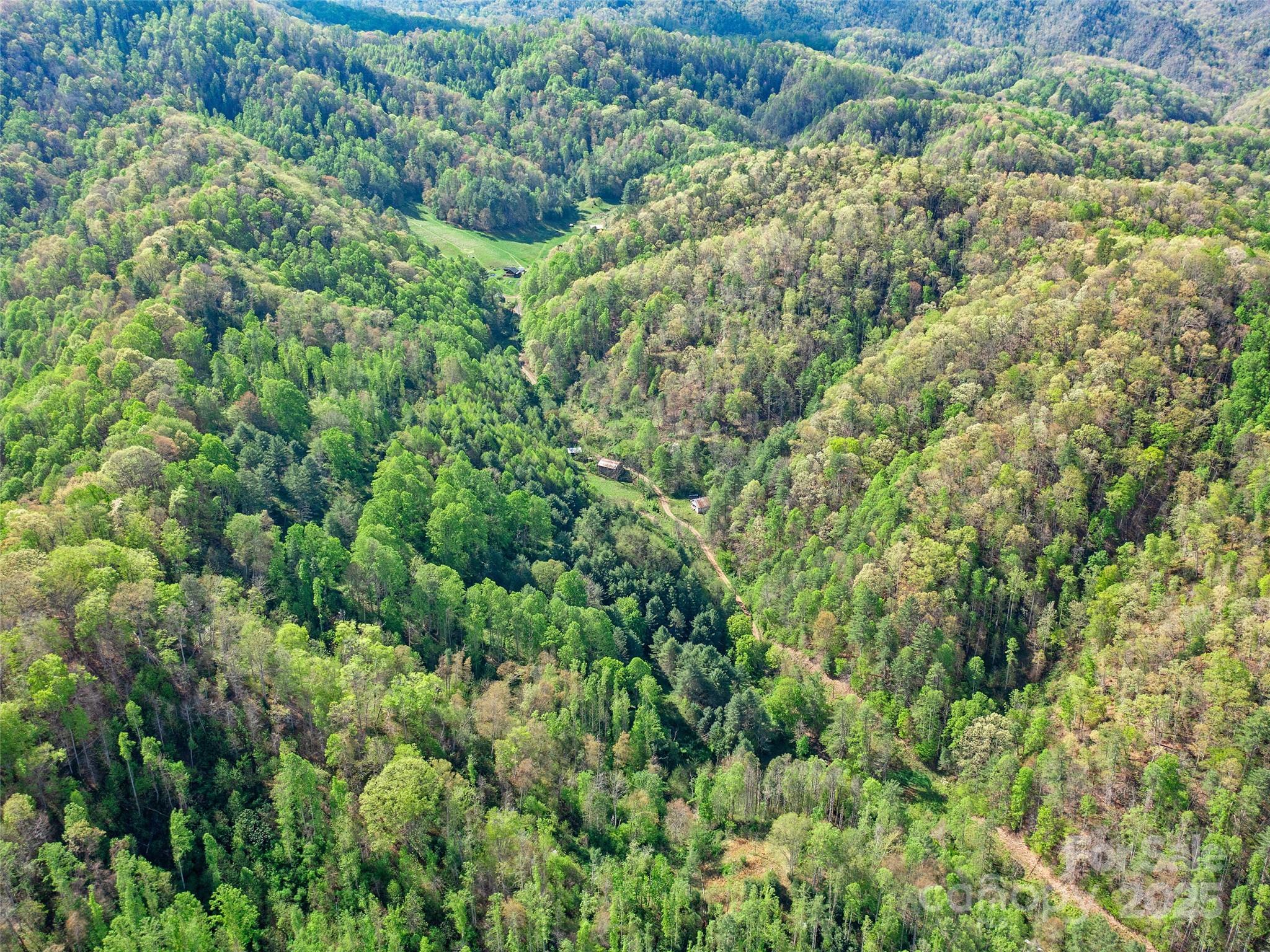 0 Fire Scald Rd Green Mountain Burnsville, NC 28714 - Photo 23 of 30 view of a lush green forest with lots of trees