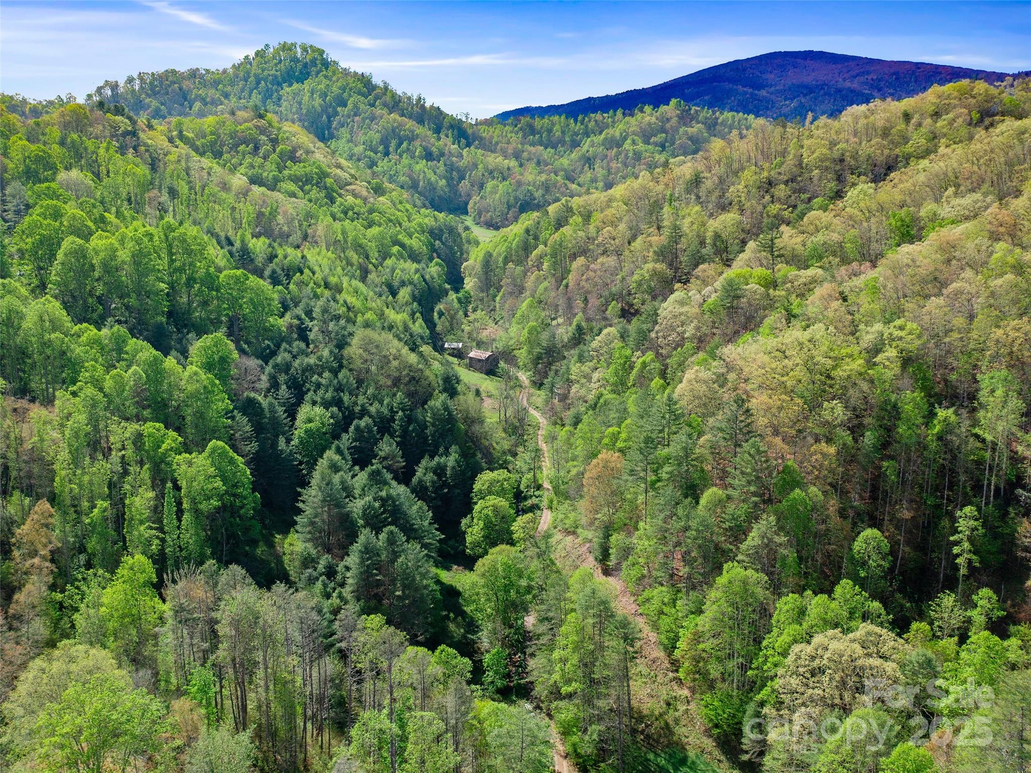 0 Fire Scald Rd Green Mountain Burnsville, NC 28714 - Photo 24 of 30 a view of a lush green forest with a mountain