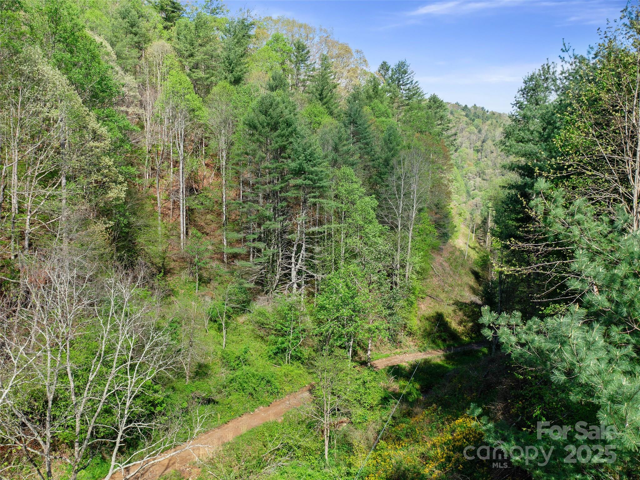 0 Fire Scald Rd Green Mountain Burnsville, NC 28714 - Photo 26 of 30 a view of a forest with a street