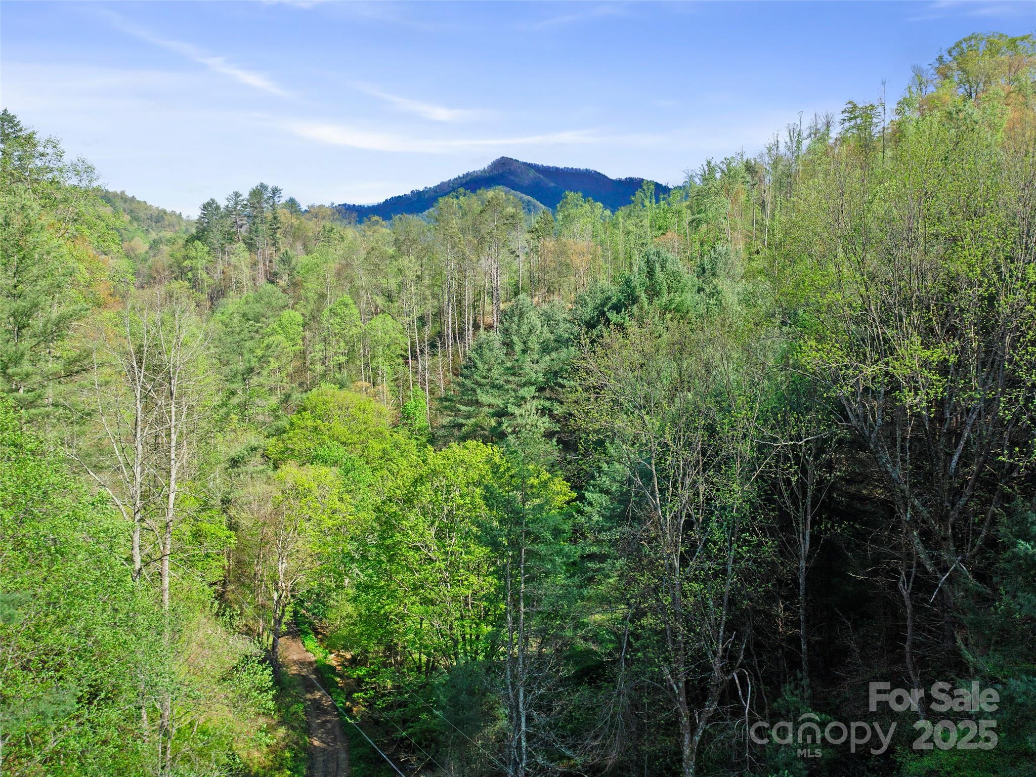 0 Fire Scald Rd Green Mountain Burnsville, NC 28714 - Photo 27 of 30 a view of a lush green forest with trees in the background