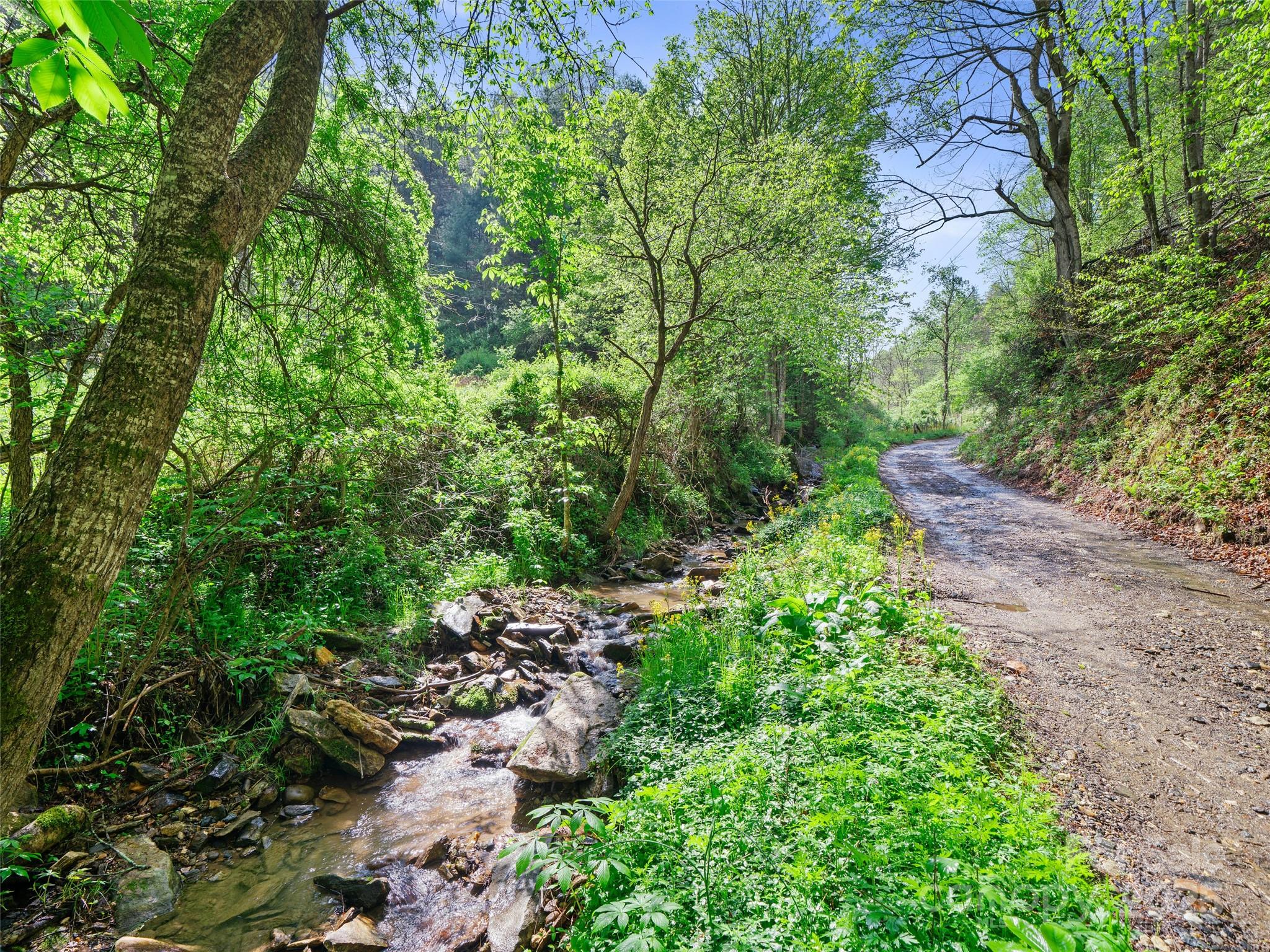0 Fire Scald Rd Green Mountain Burnsville, NC 28714 - Photo 3 of 30 a view of a garden with plants and a tree