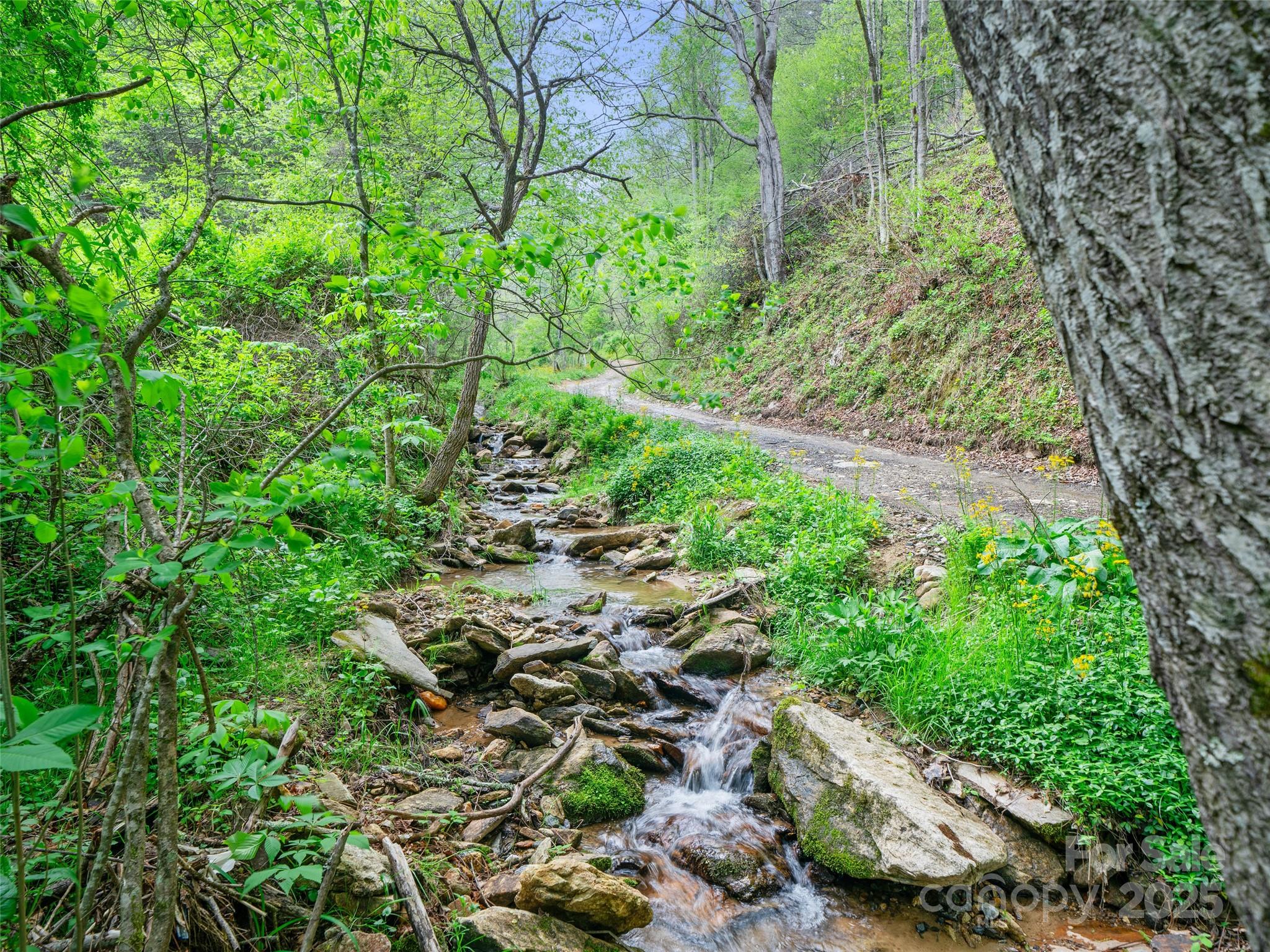 0 Fire Scald Rd Green Mountain Burnsville, NC 28714 - Photo 4 of 30 a view of a garden with plants