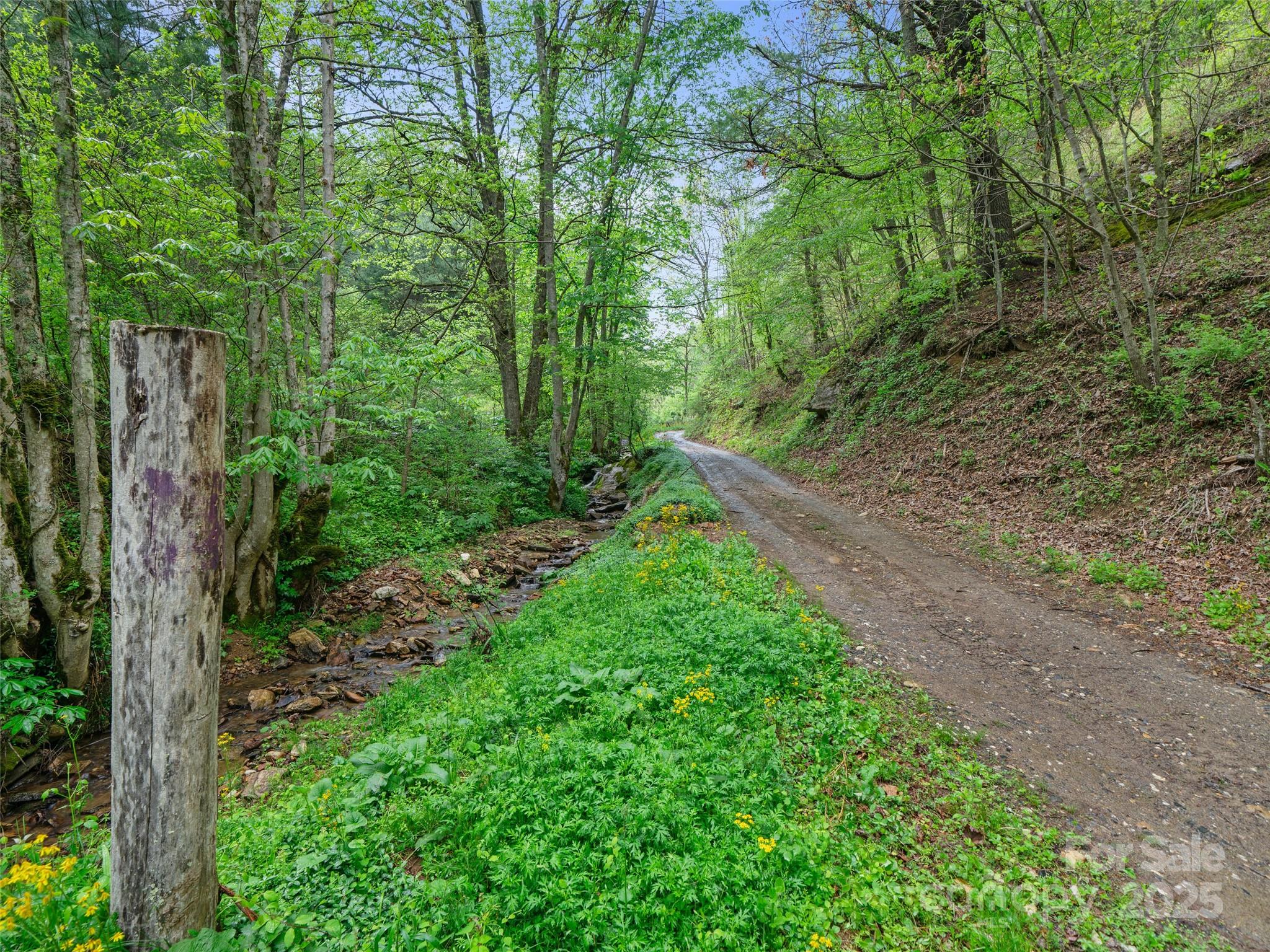 0 Fire Scald Rd Green Mountain Burnsville, NC 28714 - Photo 7 of 30 a view of a yard with large trees
