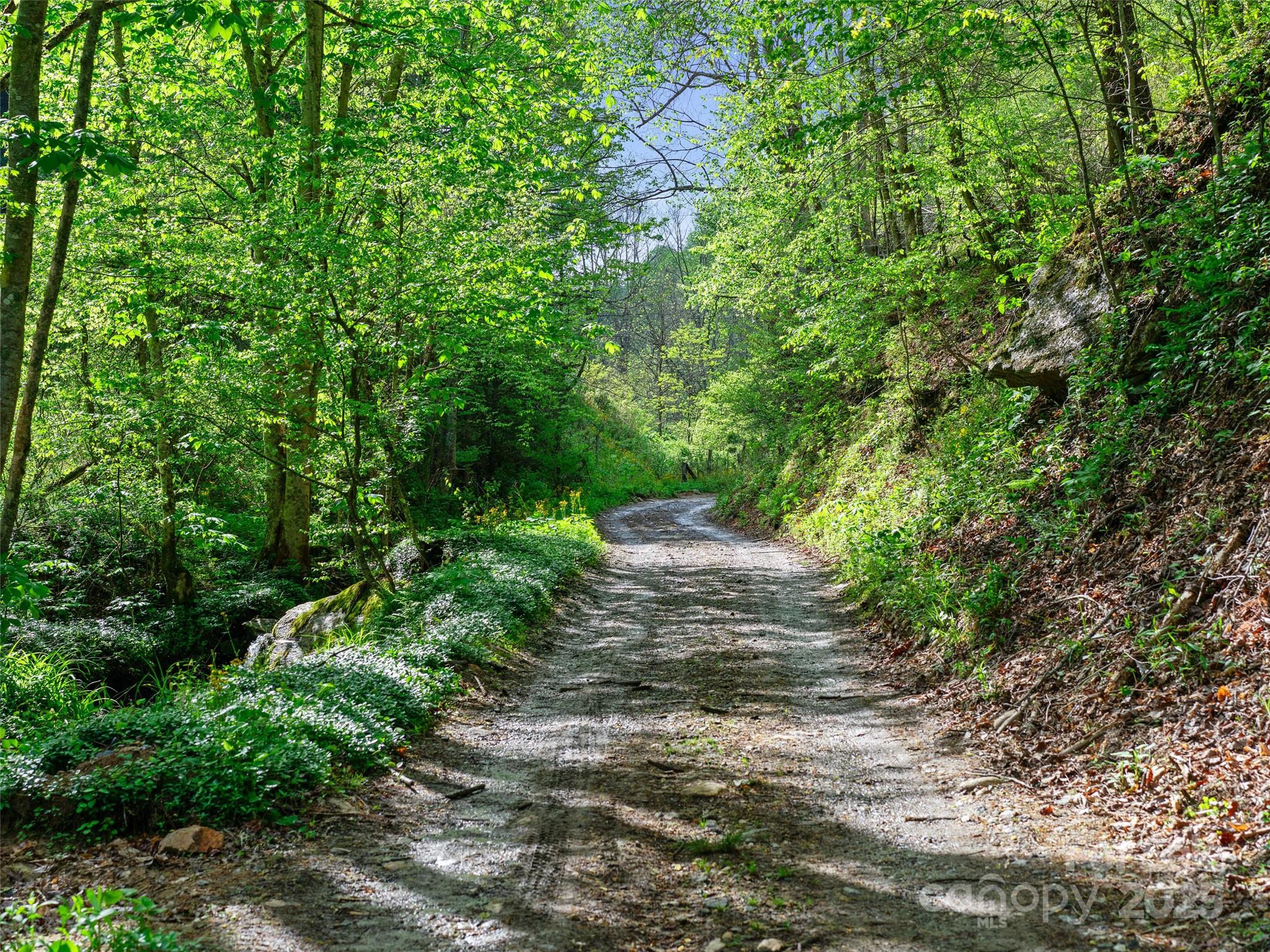 0 Fire Scald Rd Green Mountain Burnsville, NC 28714 - Photo 9 of 30 a view of a pathway with a tree