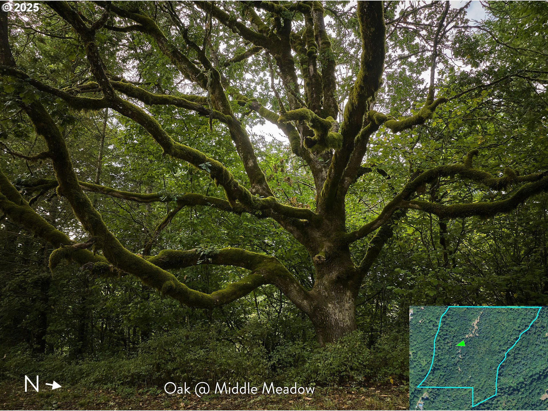 Southeast Wooding Road Washougal, WA 98671 - Photo 12 of 15 a picture of tree