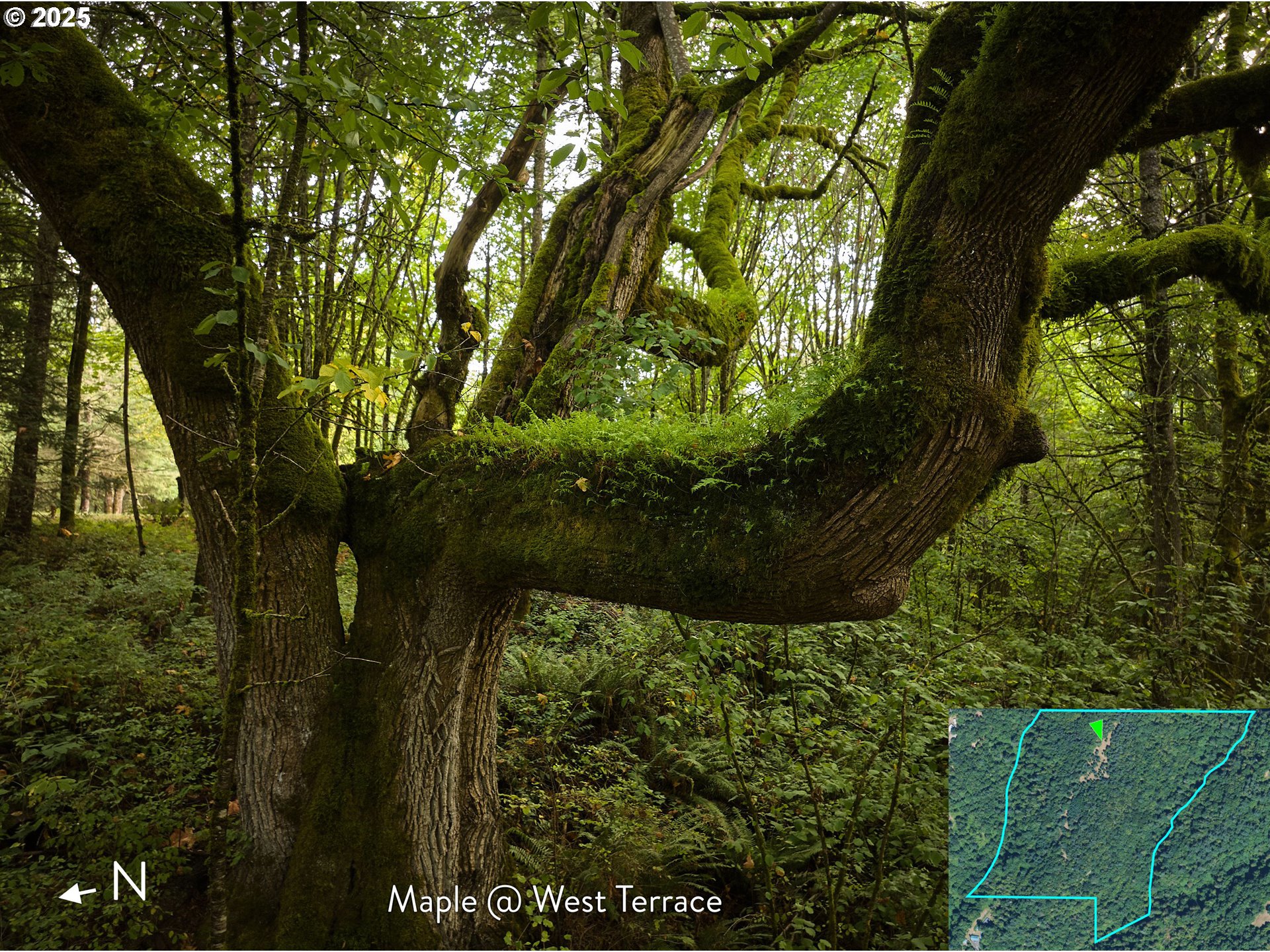 Southeast Wooding Road Washougal, WA 98671 - Photo 14 of 15 a view of a garden