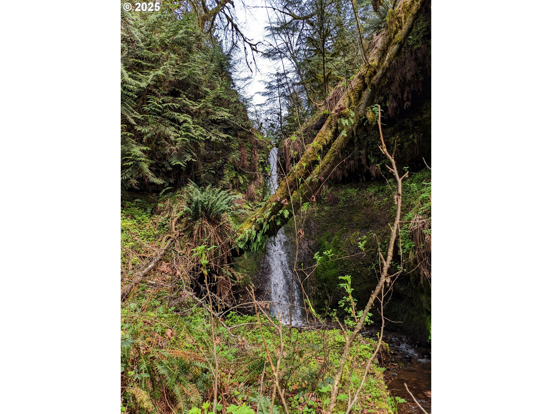 Southeast Wooding Road Washougal, WA 98671 - Photo 15 of 15 a close up of a plant in a garden