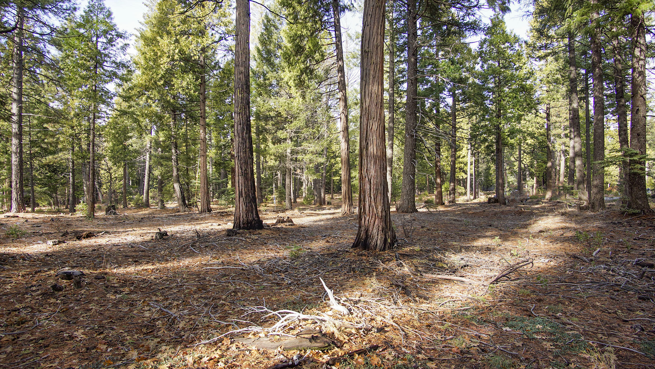 Lot 3 Ritts Mill Road Shingletown, CA 96088 - Photo 1 of 9 a view of a tree with a yard