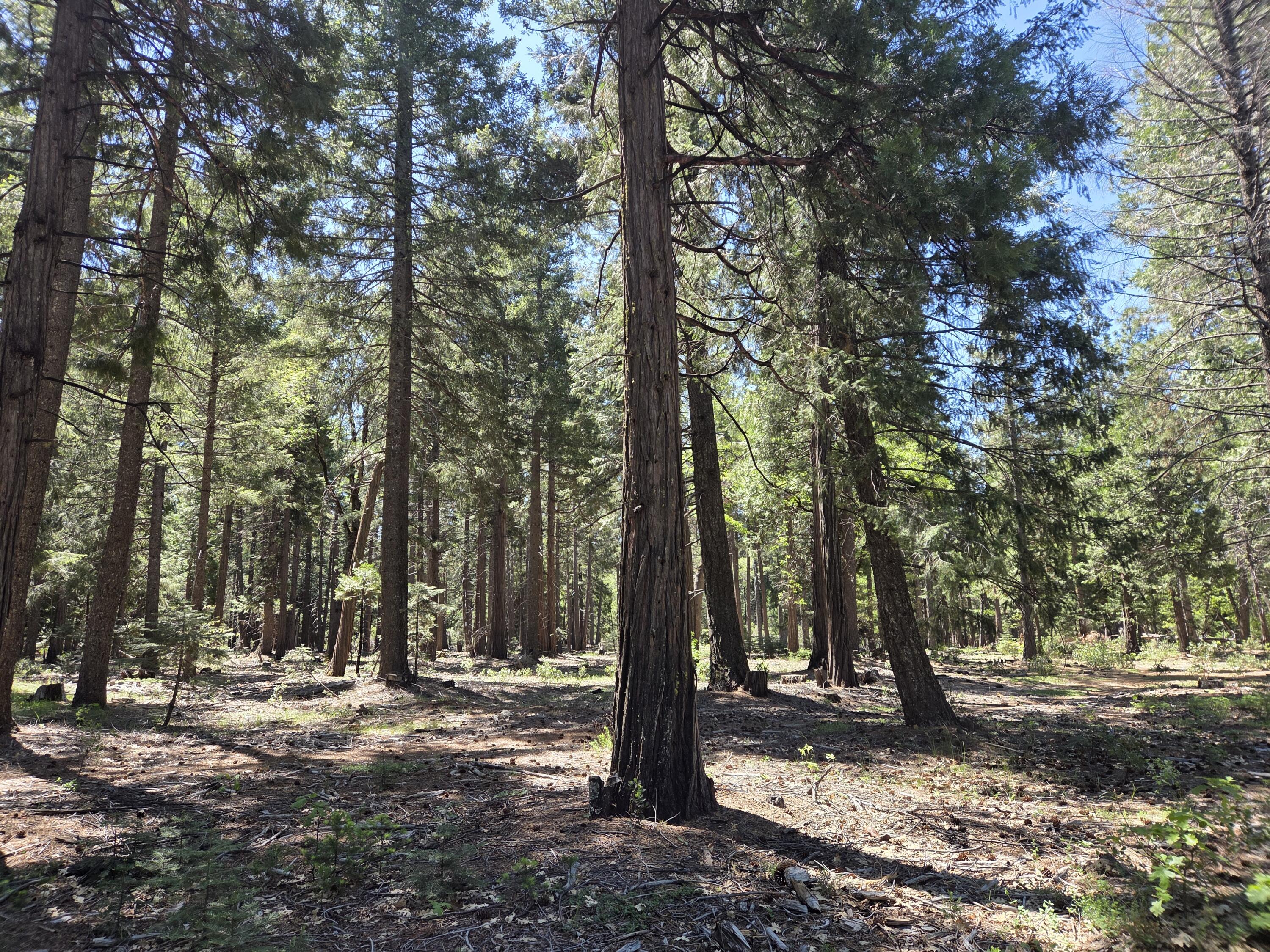 Lot 3 Ritts Mill Road Shingletown, CA 96088 - Photo 2 of 9 a view of a forest with trees