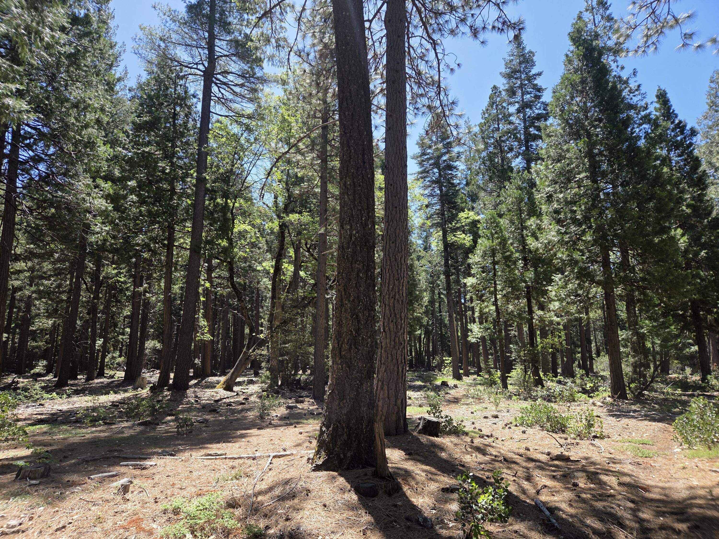 Lot 3 Ritts Mill Road Shingletown, CA 96088 - Photo 3 of 9 a view of a trees and tree