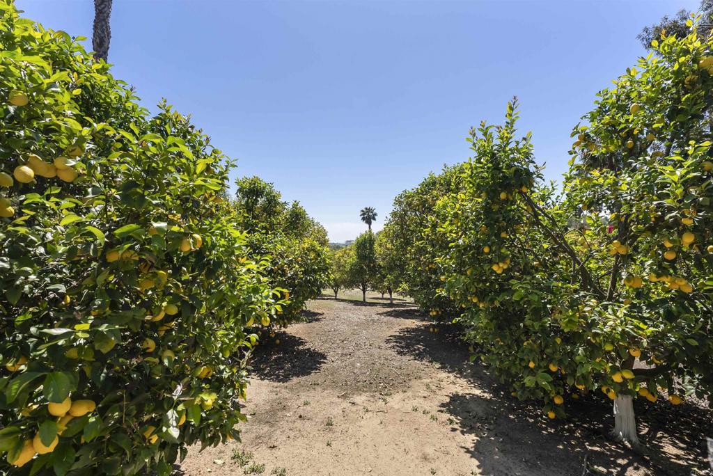 16733 Calle Hermosa San Diego, CA 92127 - Photo 40 of 43 a view of a pathway with a tree
