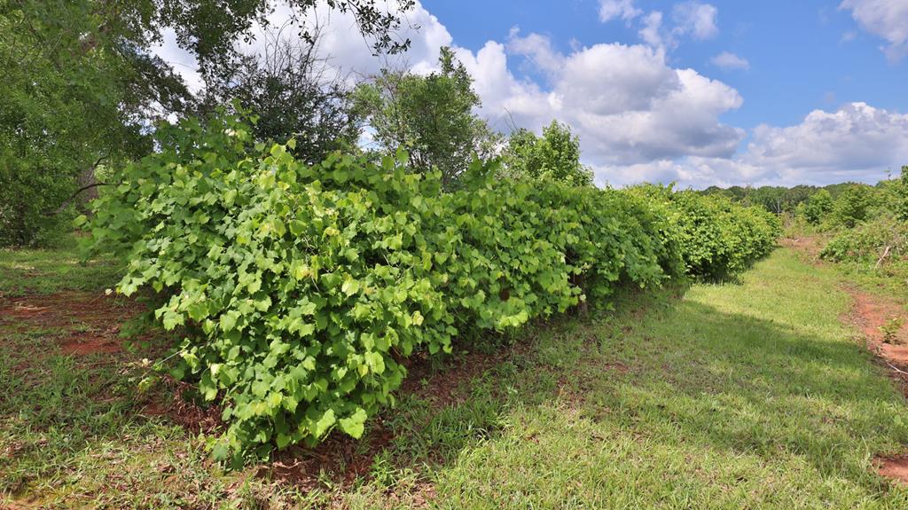 2115 Alabama Road Waverly Hall, GA 31831 - Photo 50 of 57 Gallery Image 50