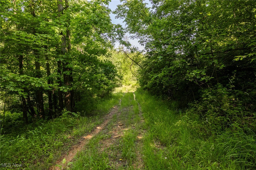 Azalea Road Dennison, OH 44621 - Photo 17 of 50 View of wooded area