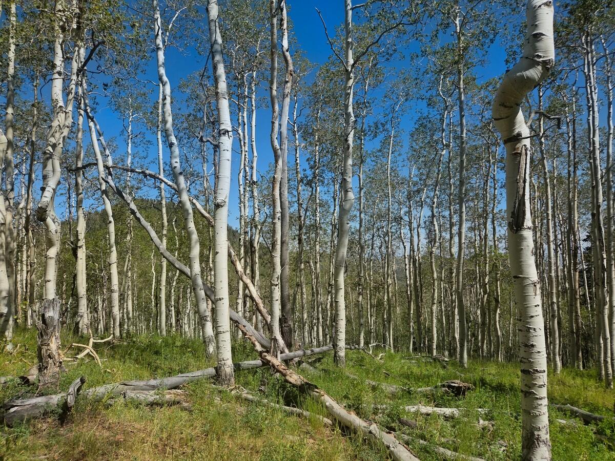 40 Acres Summit Mountain Road Brian Head, UT 84719 - Photo 8 of 32 Of the Property5