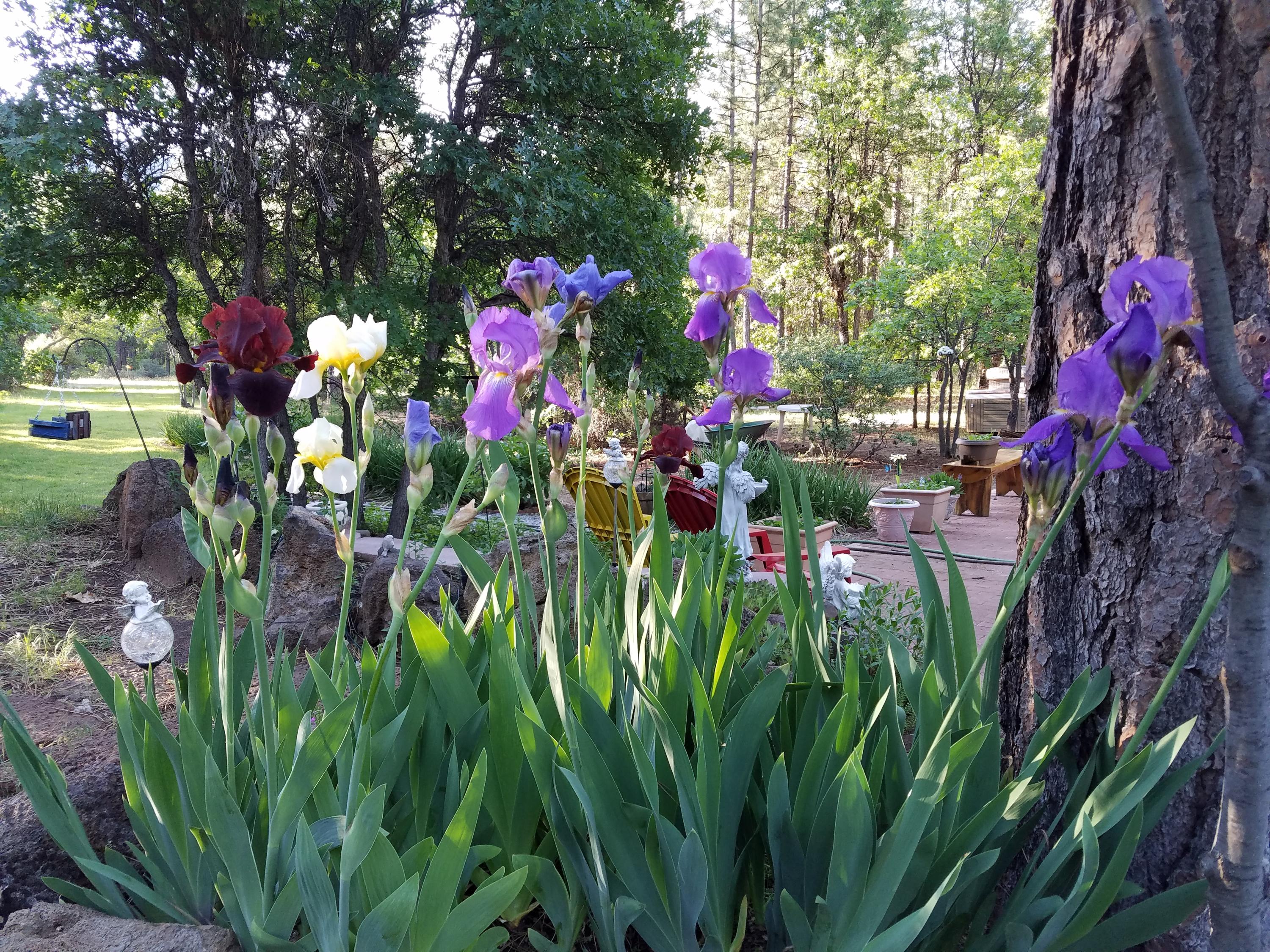 200 Red Rock Road McArthur, CA 96056 - Photo 9 of 14 Flowers in the Spring