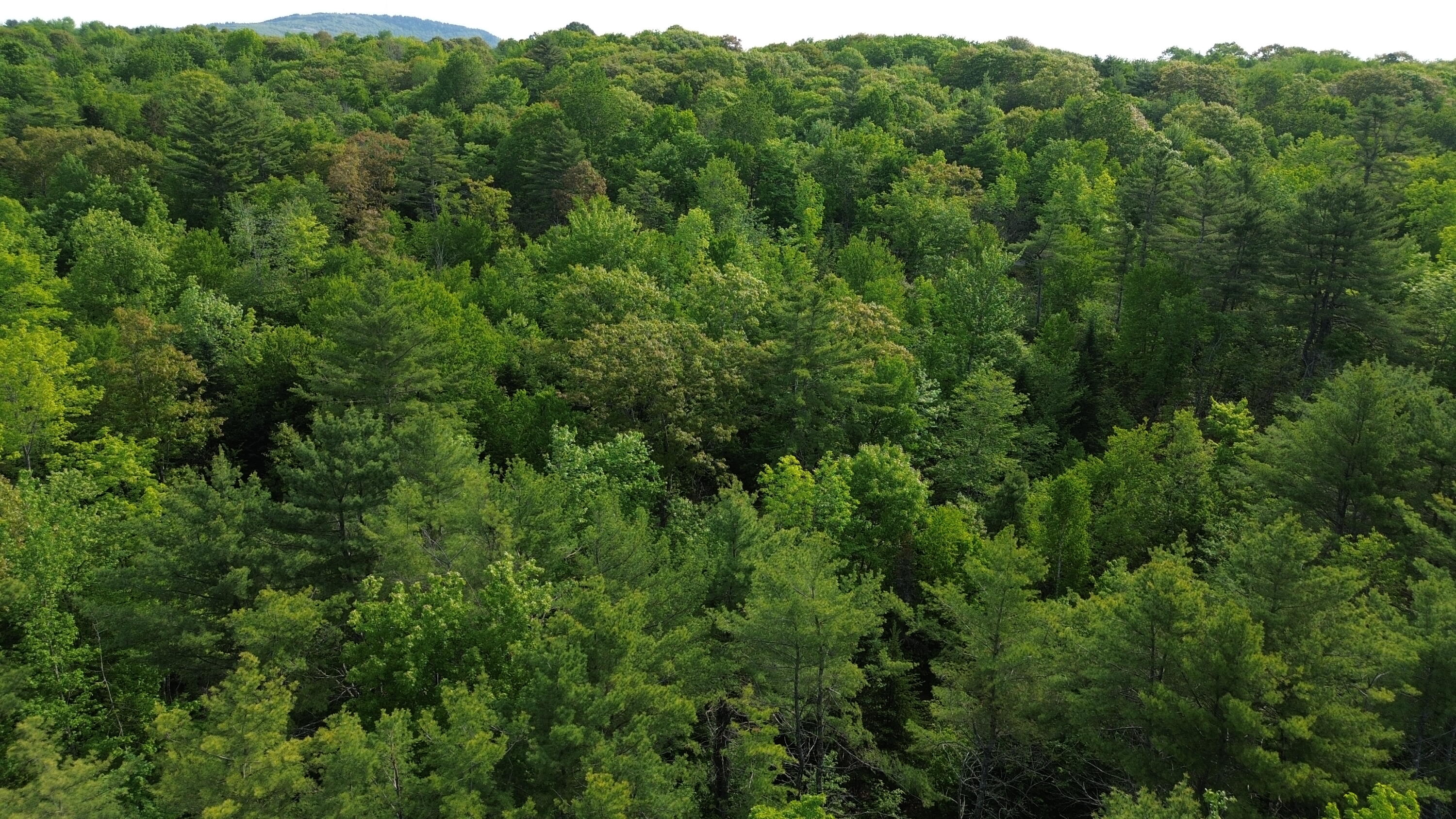 M5-l13 Clark Road Prospect, ME 04981 - Photo 8 of 33 DJI_0125